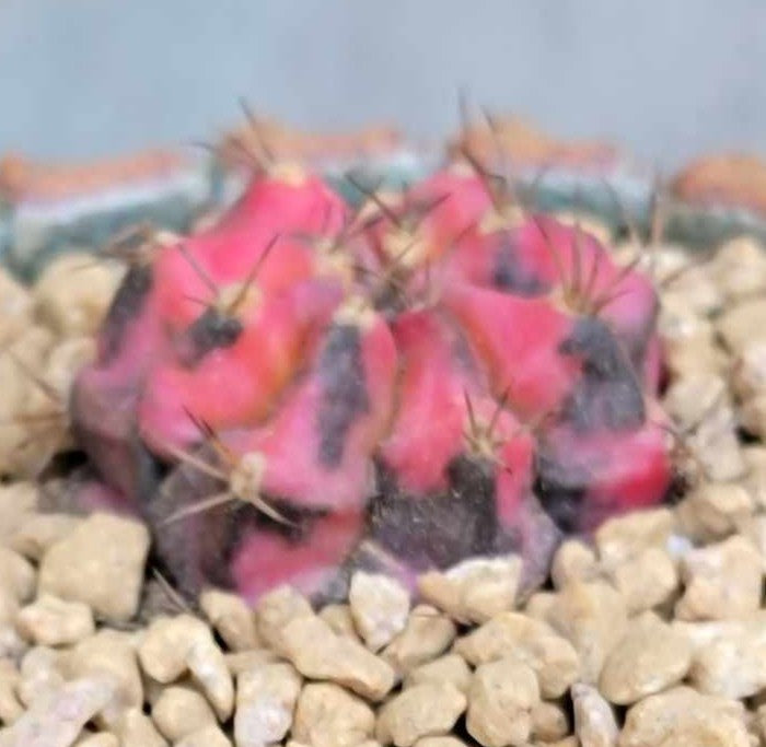 Gymnocalycium Mihanovichii variegata