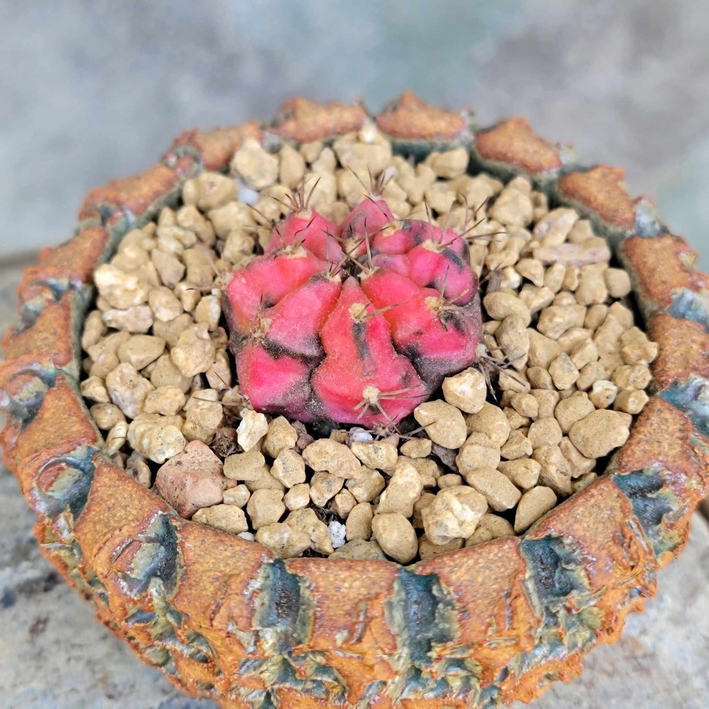 Gymnocalycium Mihanovichii variegata