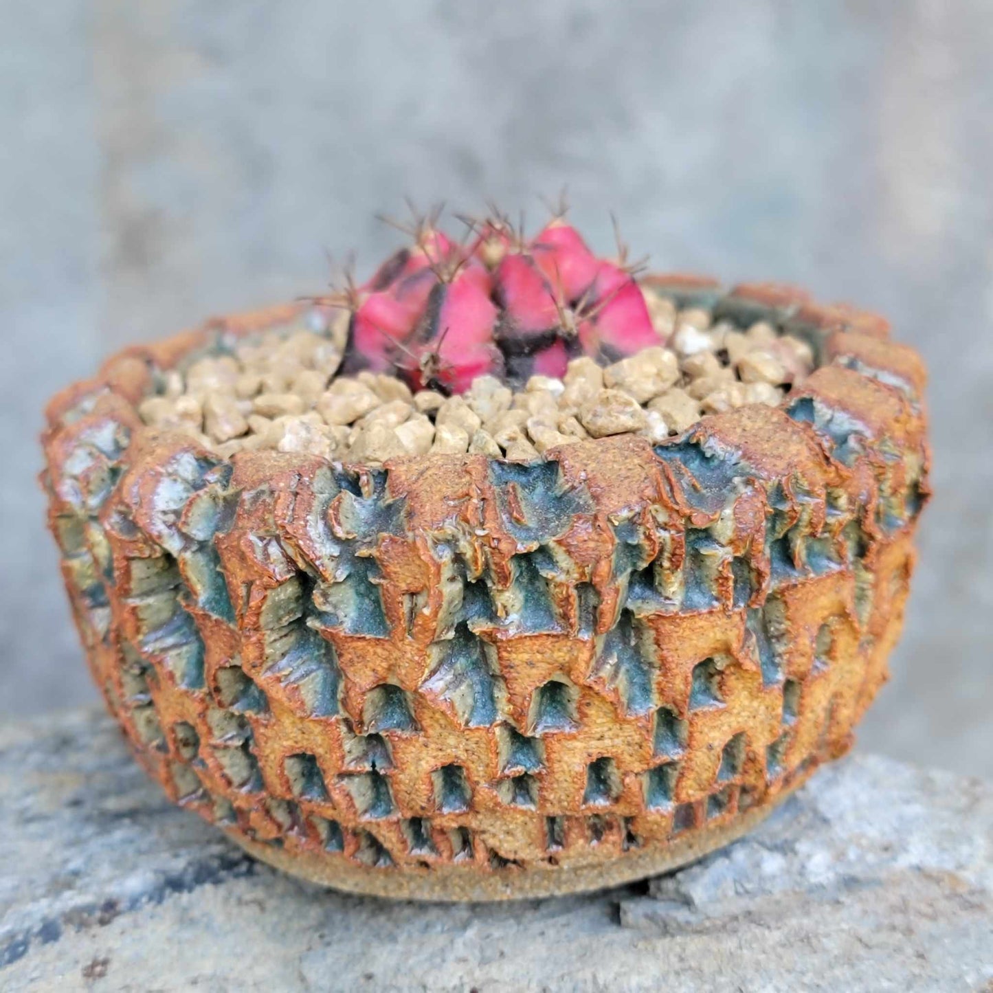 Gymnocalycium Mihanovichii variegata
