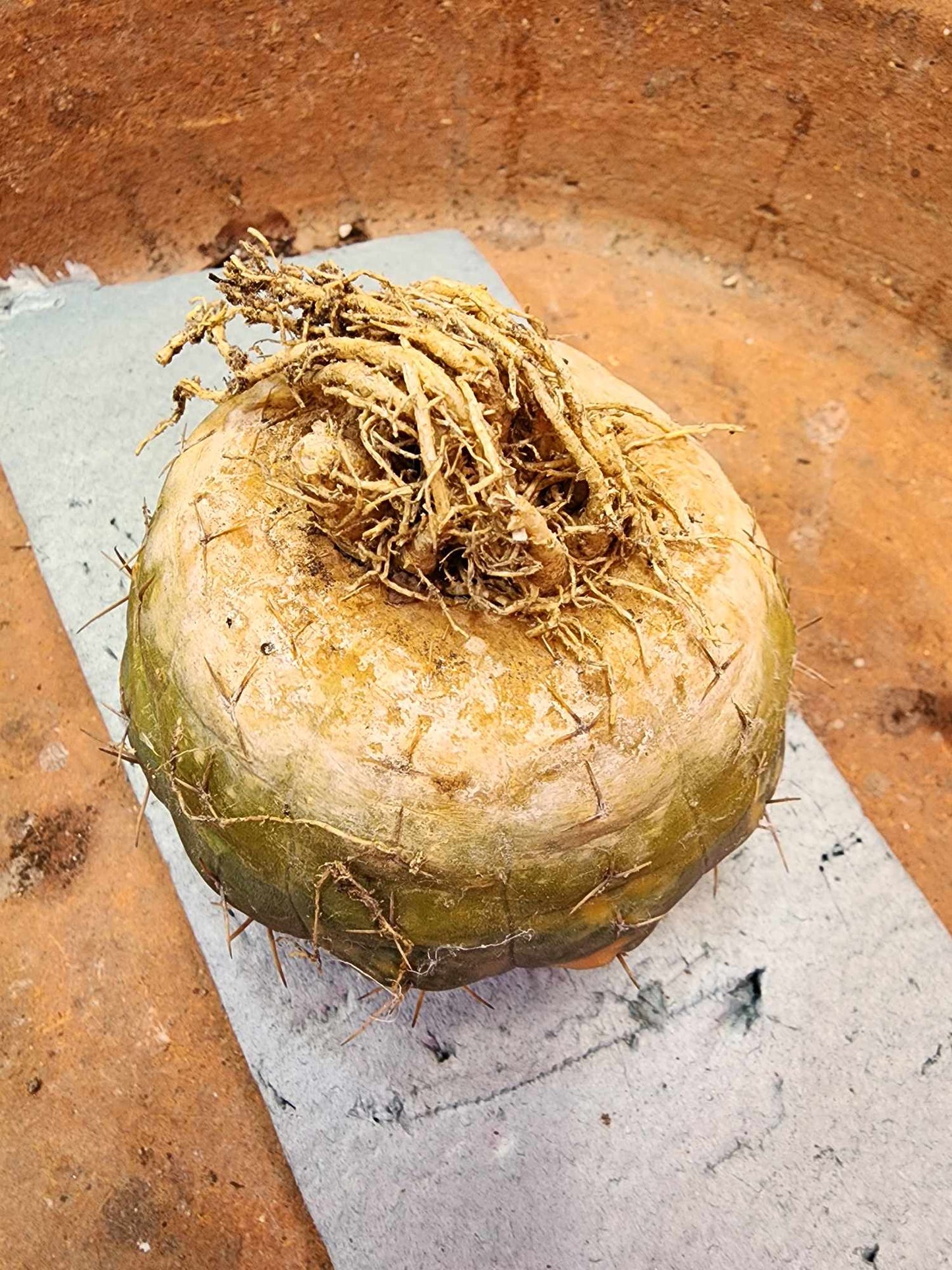 Gymnocalycium Ochoterenae variegata - Seed Grown