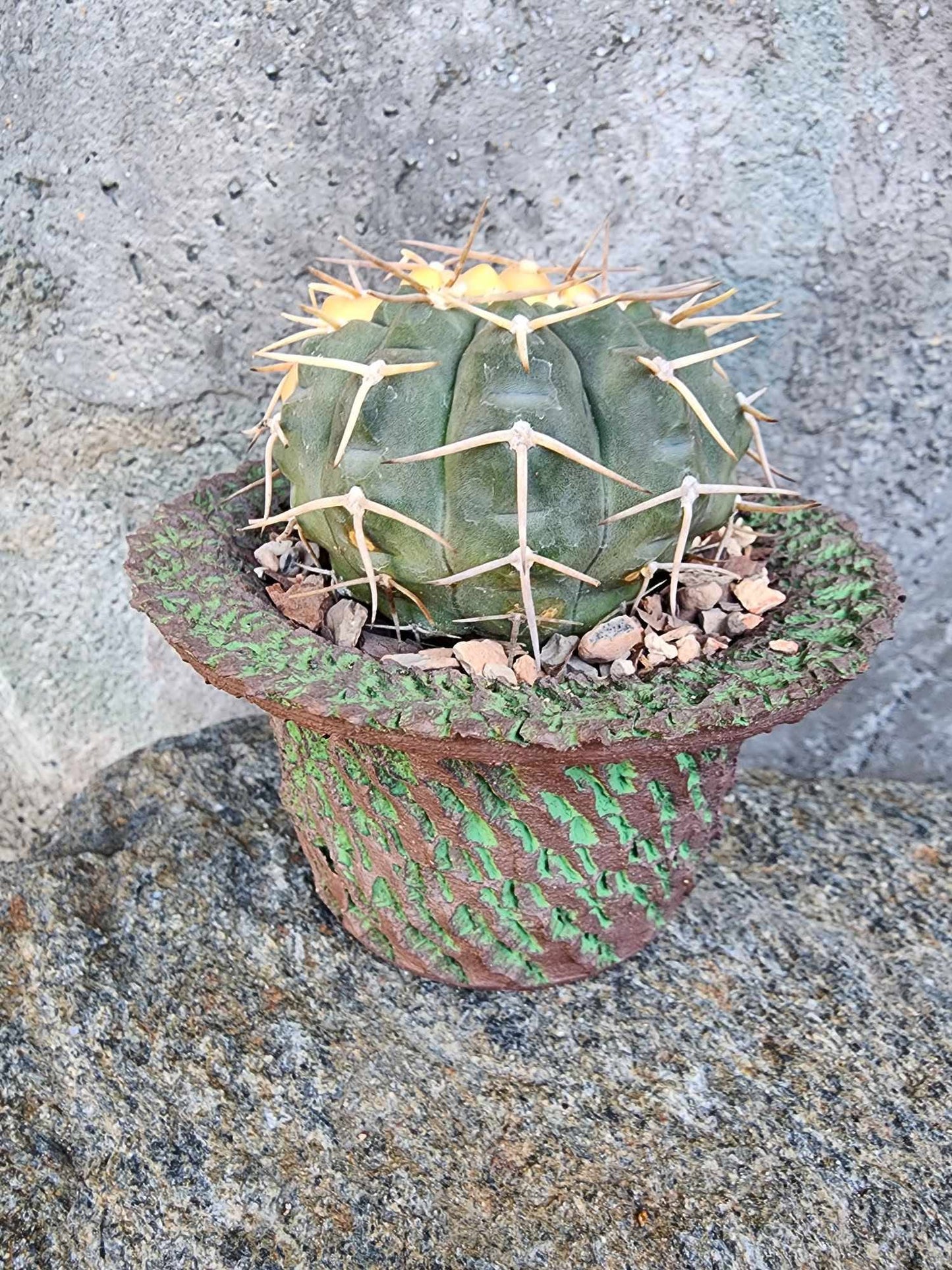 Gymnocalycium Ochoterenae variegata - Seed Grown