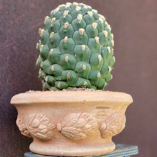 Tuscan Terra Cotta Planter - Round - Handmade in Italy
