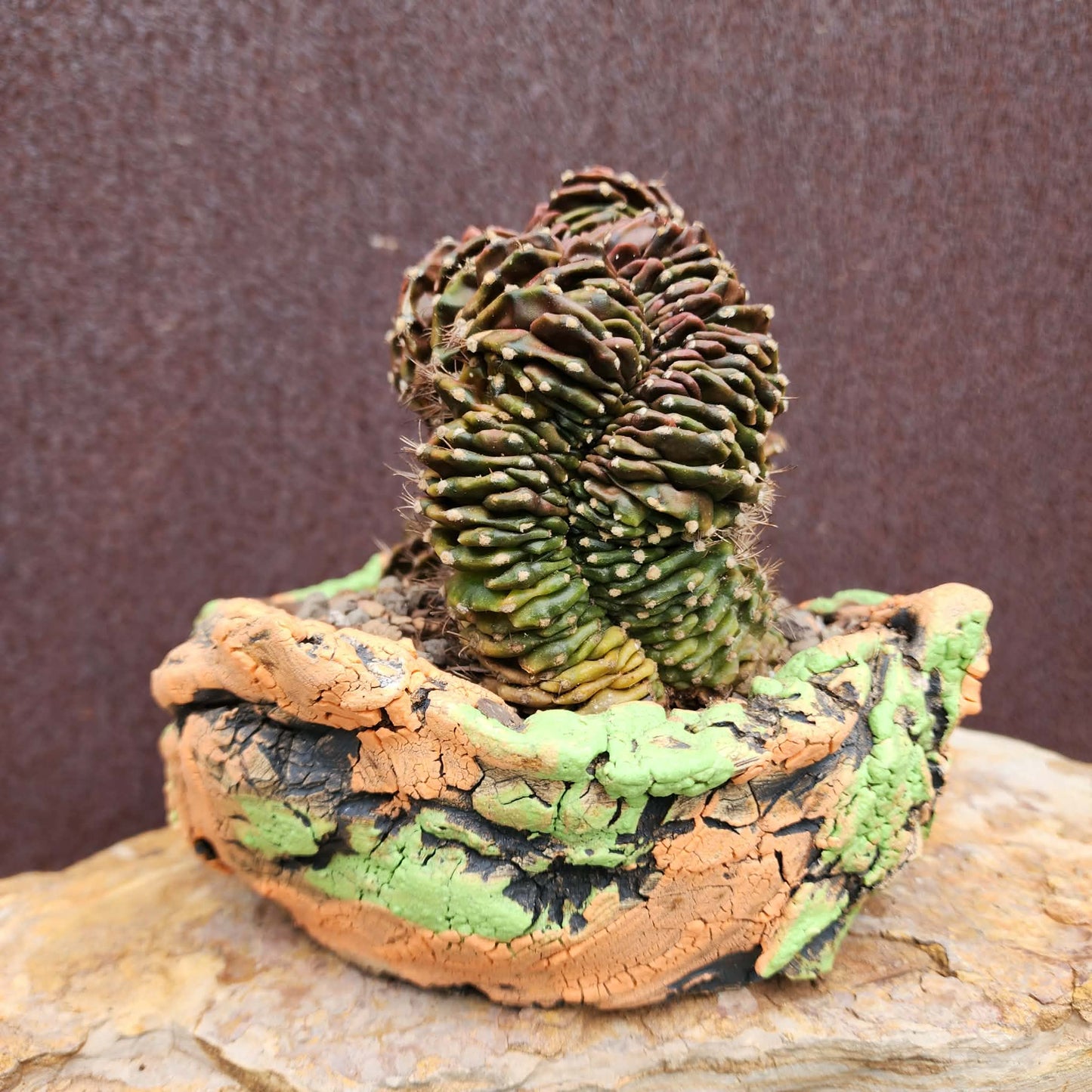 Gymnocalycium anisitsii subs. damsii f. cristatum (Last one!)