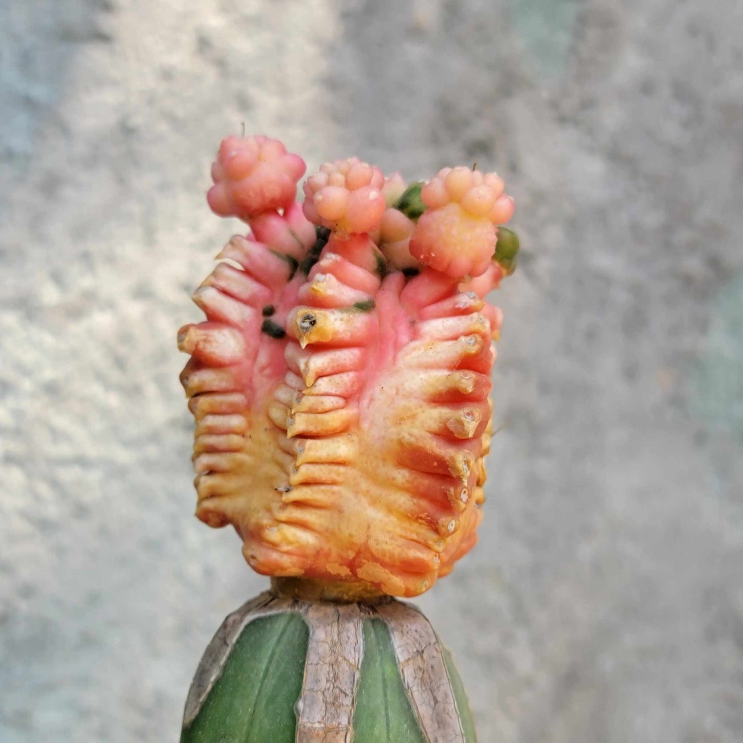 Gymnocalycium cv. Kikko monstruoso f. variegata (Pink)