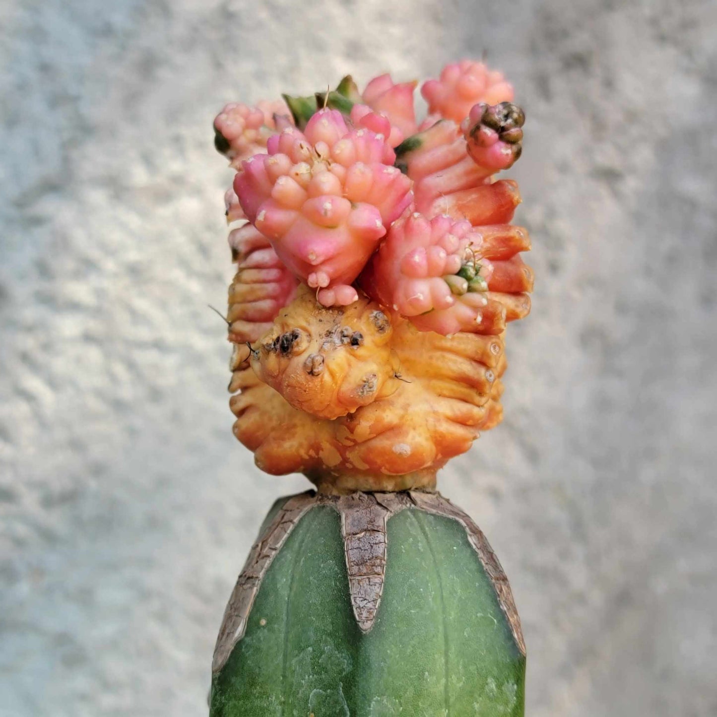 Gymnocalycium cv. Kikko monstruoso f. variegata (Pink)