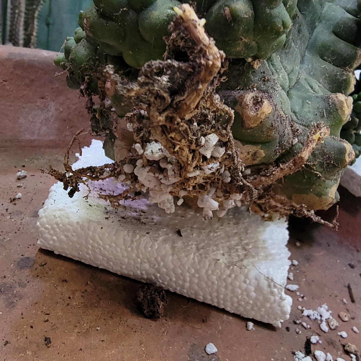 Gymnocalycium inermis cv kikko Emerald - XL