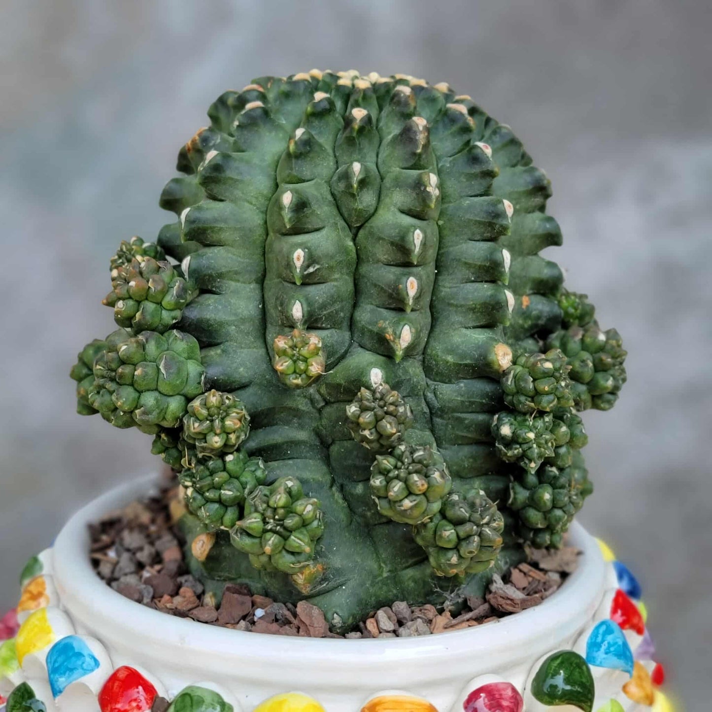 Gymnocalycium inermis cv kikko Emerald - XL