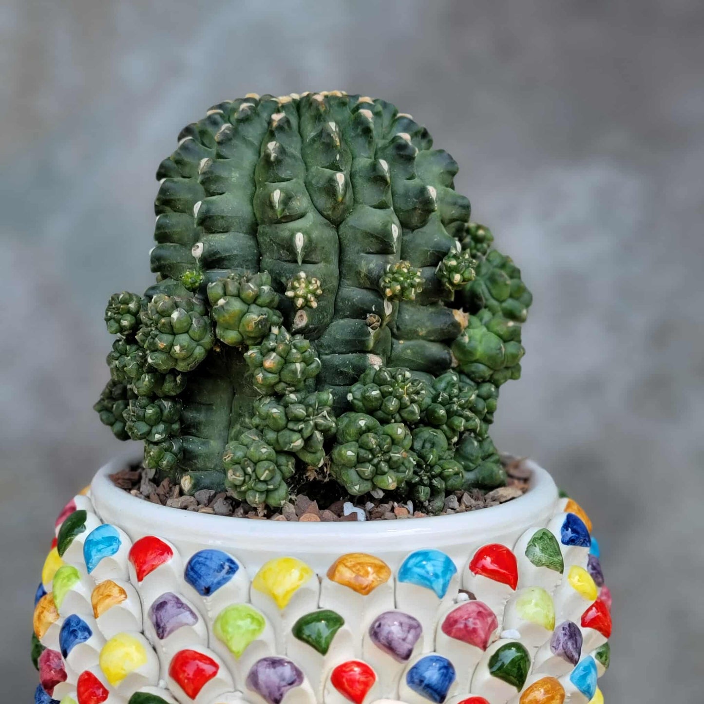 Gymnocalycium inermis cv kikko Emerald - XL