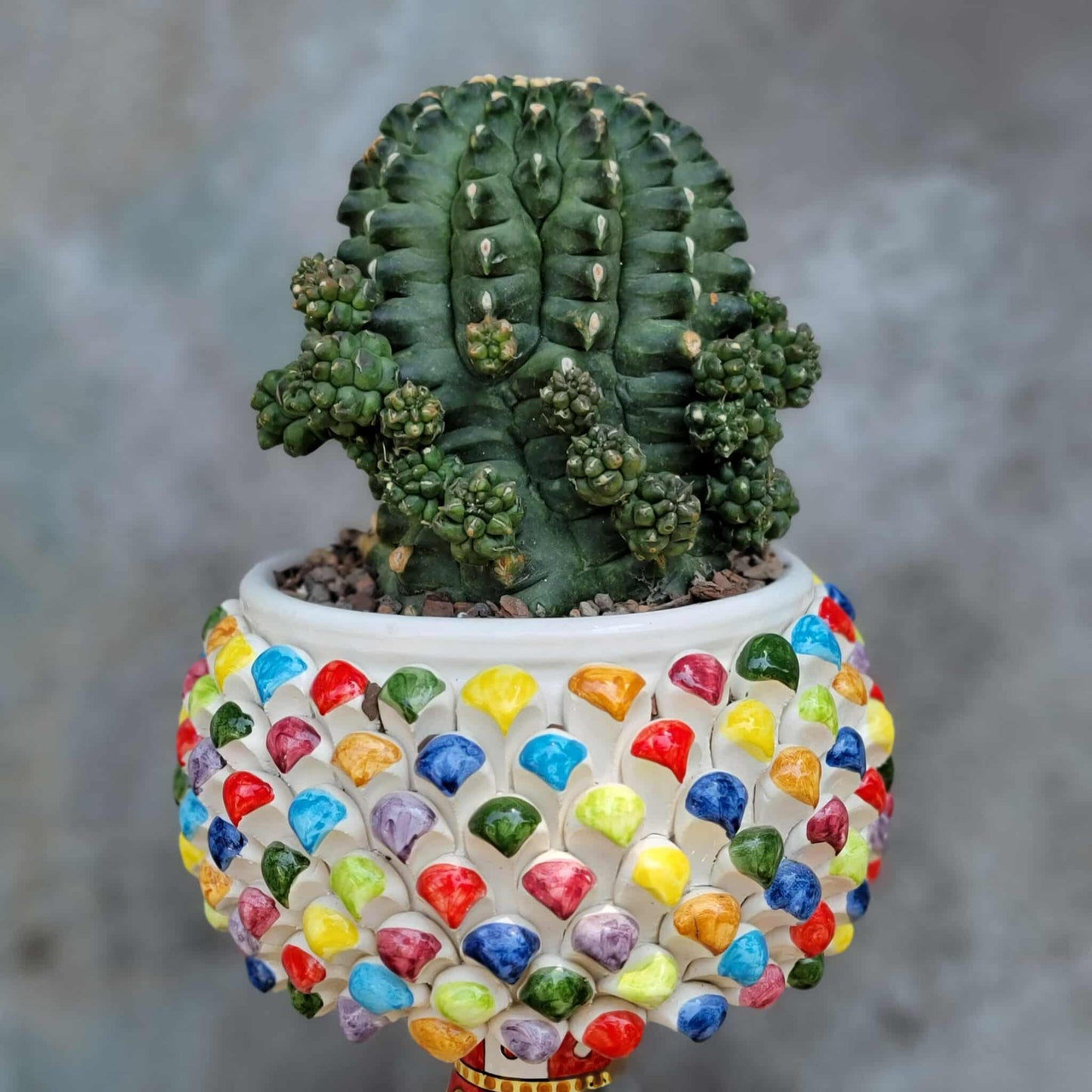 Gymnocalycium inermis cv kikko Emerald - XL