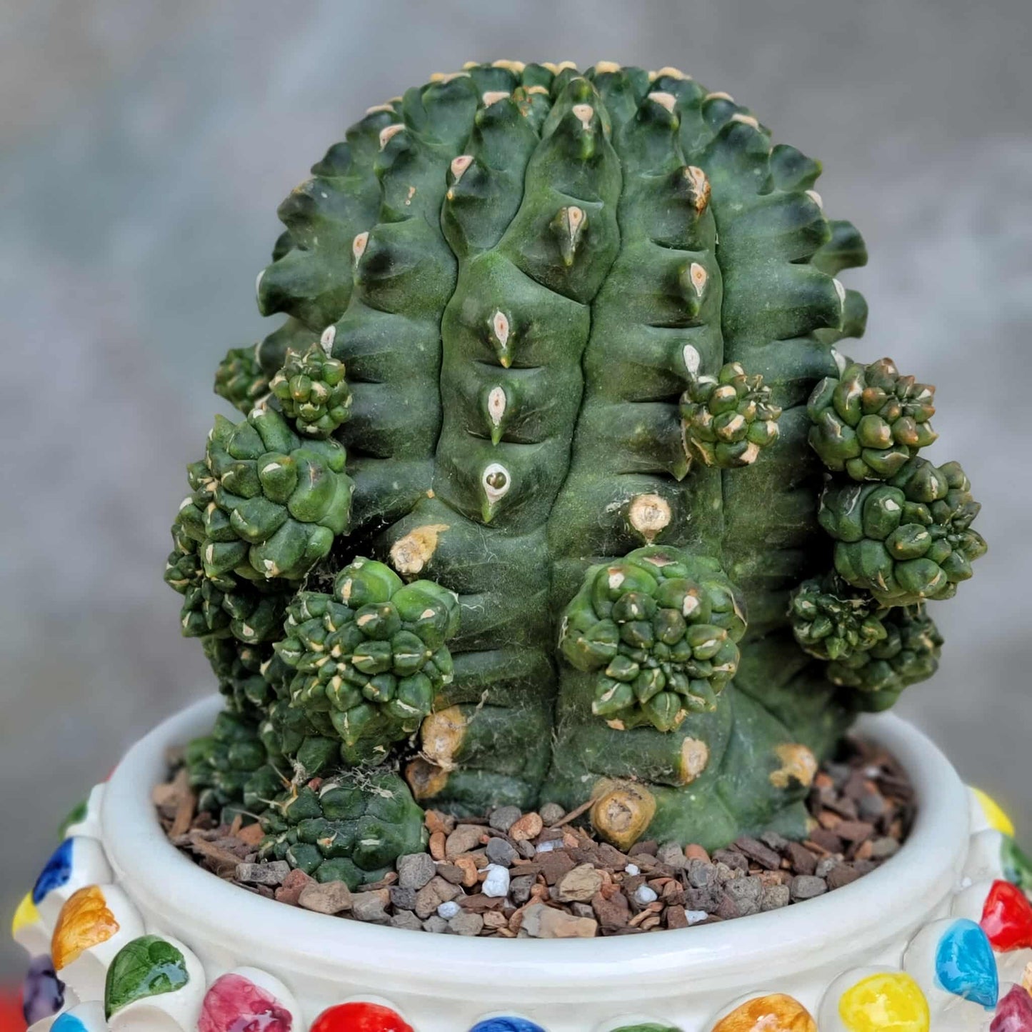 Gymnocalycium inermis cv kikko Emerald - XL