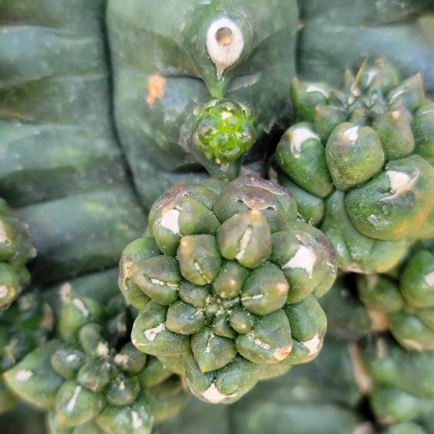 Gymnocalycium inermis cv kikko Emerald - XL