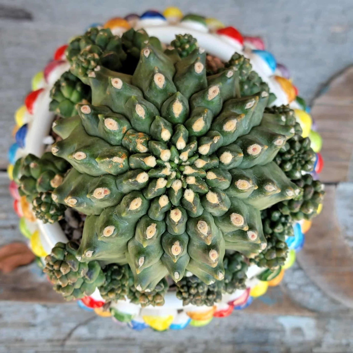 Gymnocalycium inermis cv kikko Emerald - XL