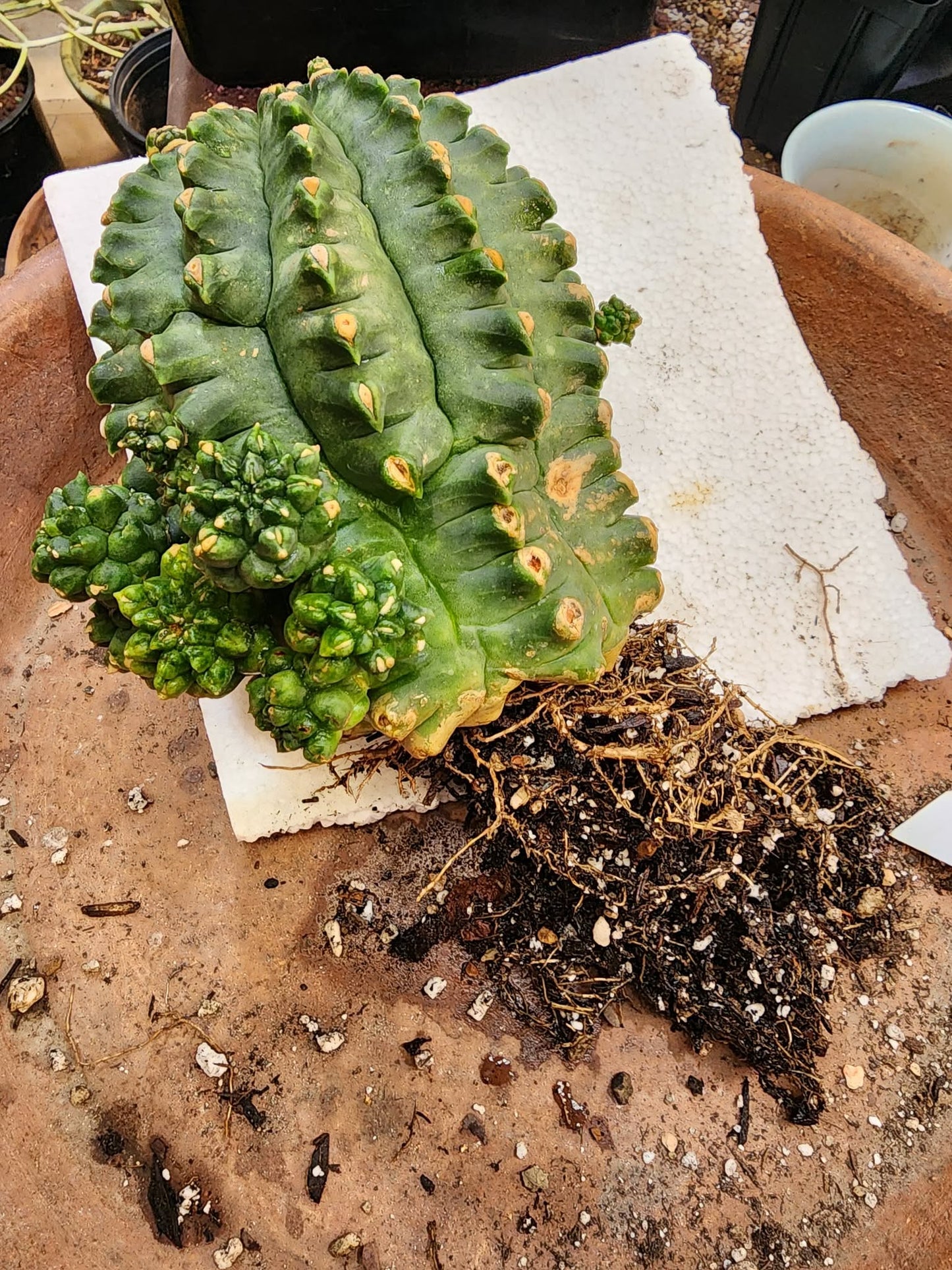 Gymnocalycium inermis cv kikko Emerald - XL