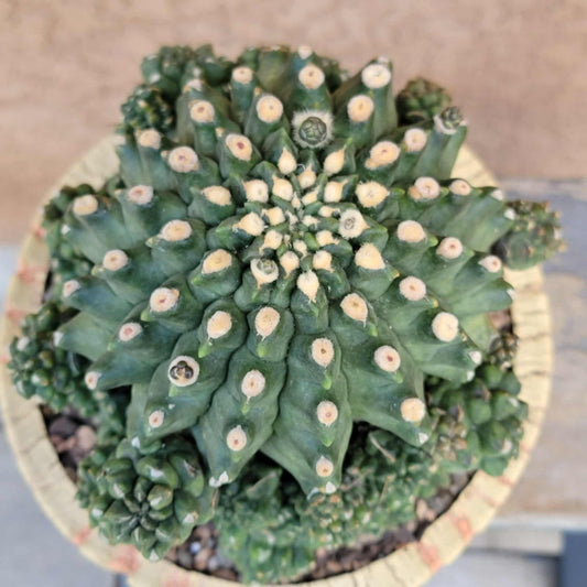 Gymnocalycium inermis cv kikko Emerald - XL