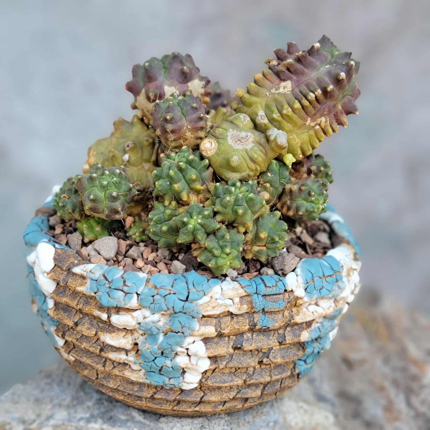 Gymnocalycium monstrose cv. Kikko - Many Heads
