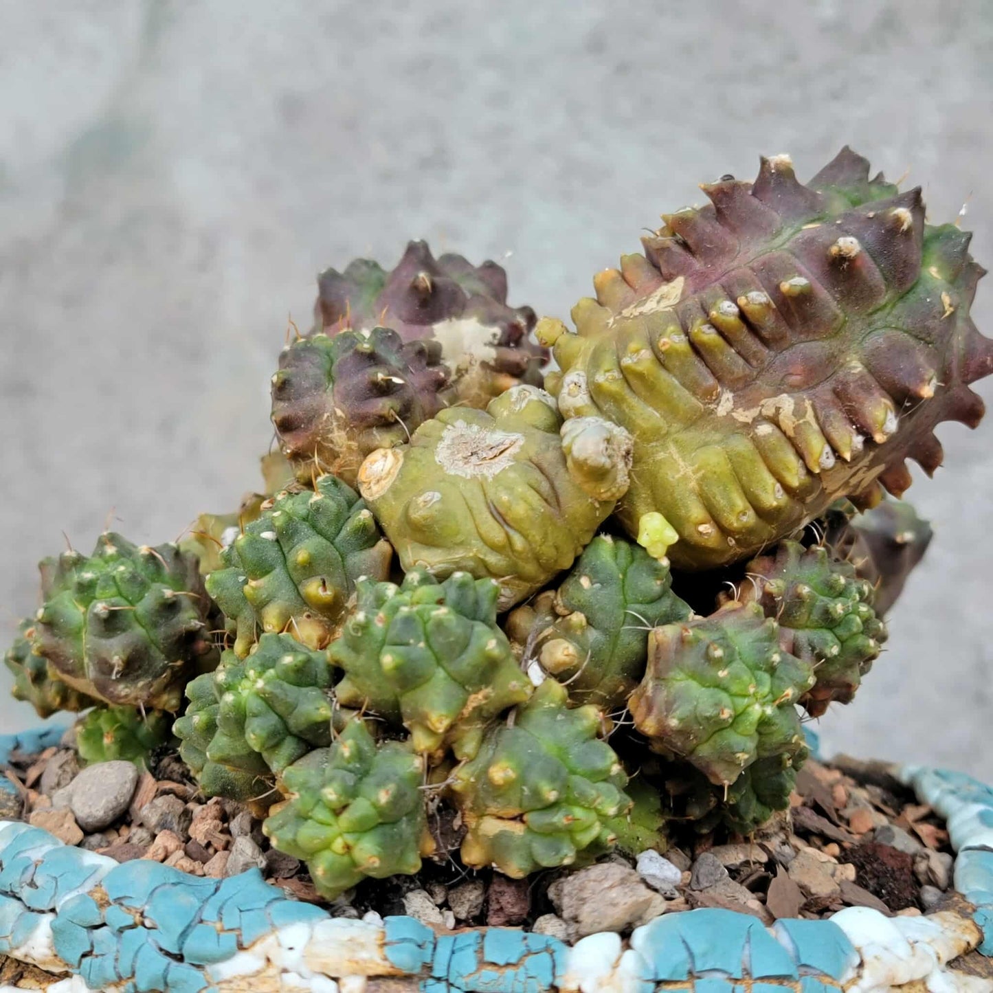 Gymnocalycium monstrose cv. Kikko - Many Heads