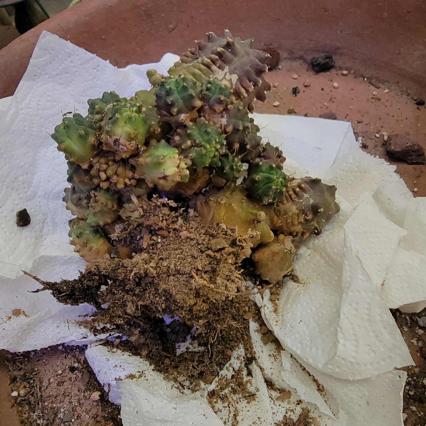 Gymnocalycium monstrose cv. Kikko - Many Heads