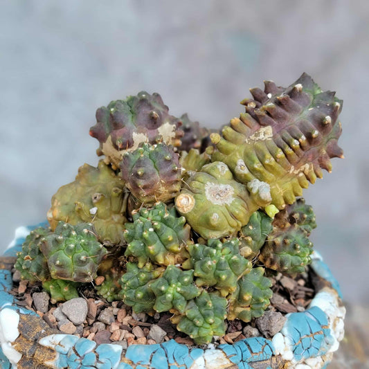 Gymnocalycium monstrose cv. Kikko - Many Heads