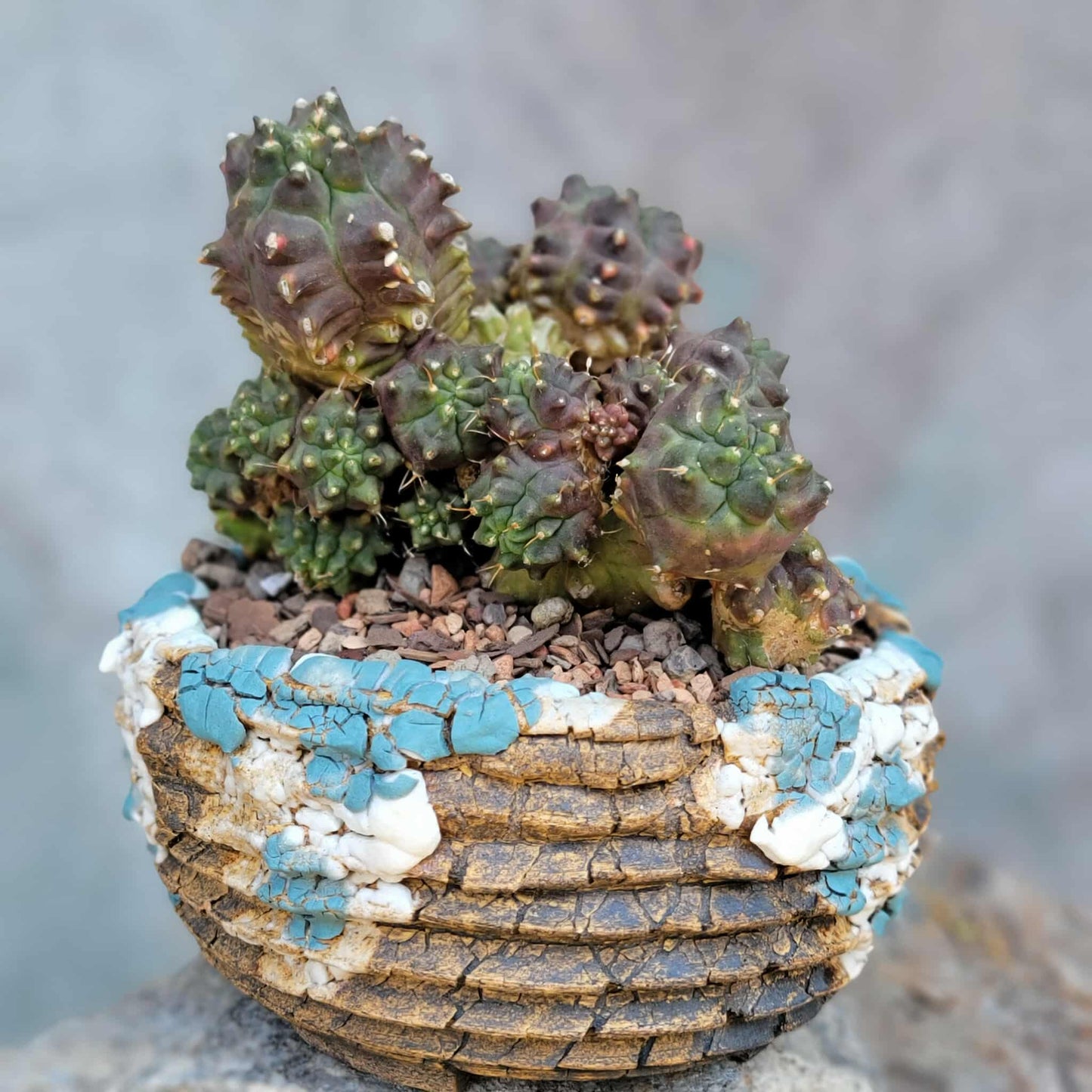 Gymnocalycium monstrose cv. Kikko - Many Heads