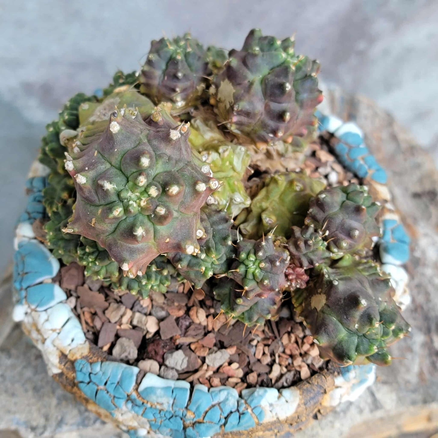 Gymnocalycium monstrose cv. Kikko - Many Heads
