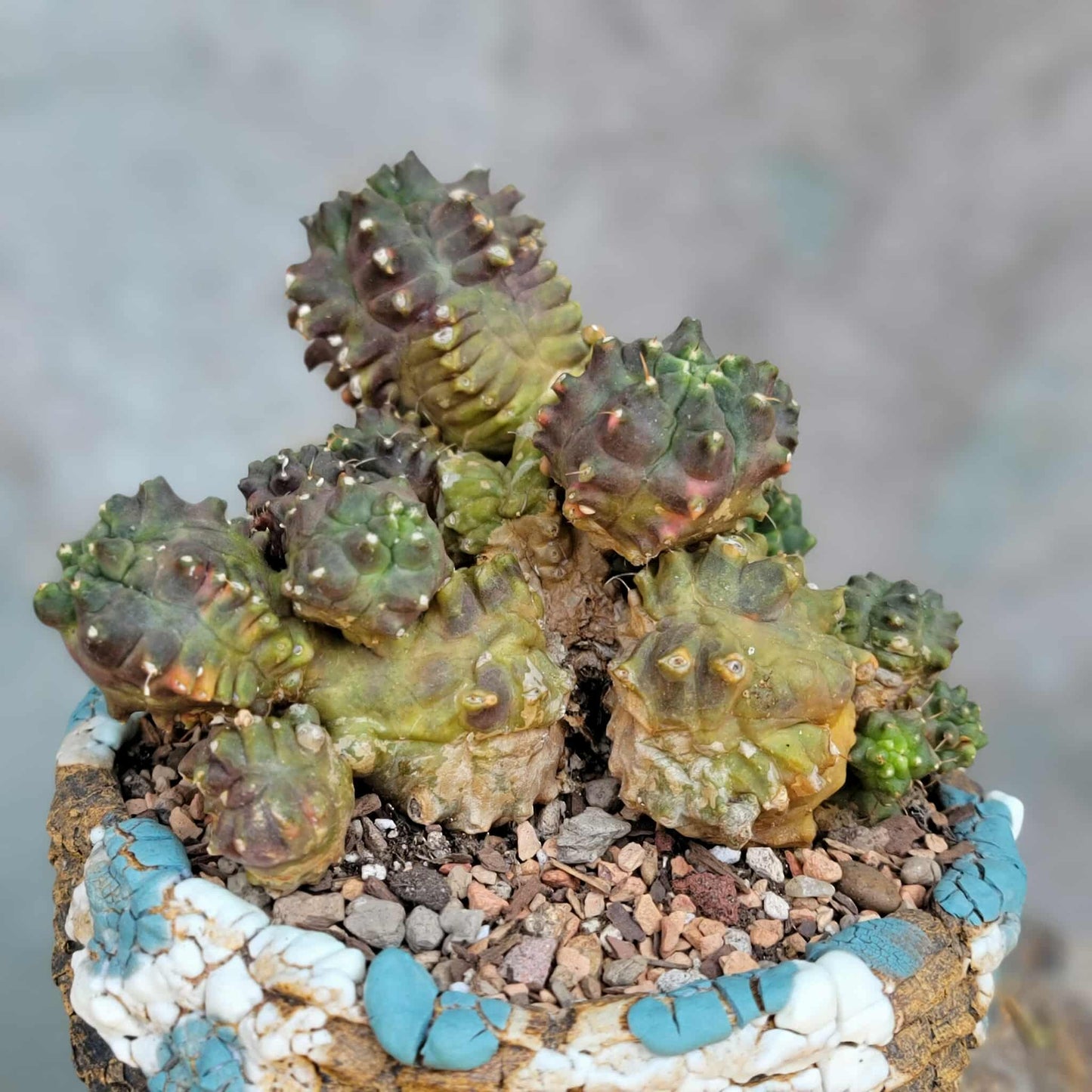 Gymnocalycium monstrose cv. Kikko - Many Heads