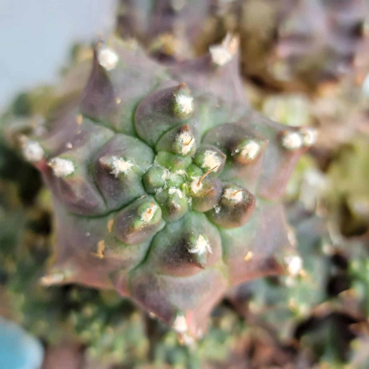 Gymnocalycium monstrose cv. Kikko - Many Heads