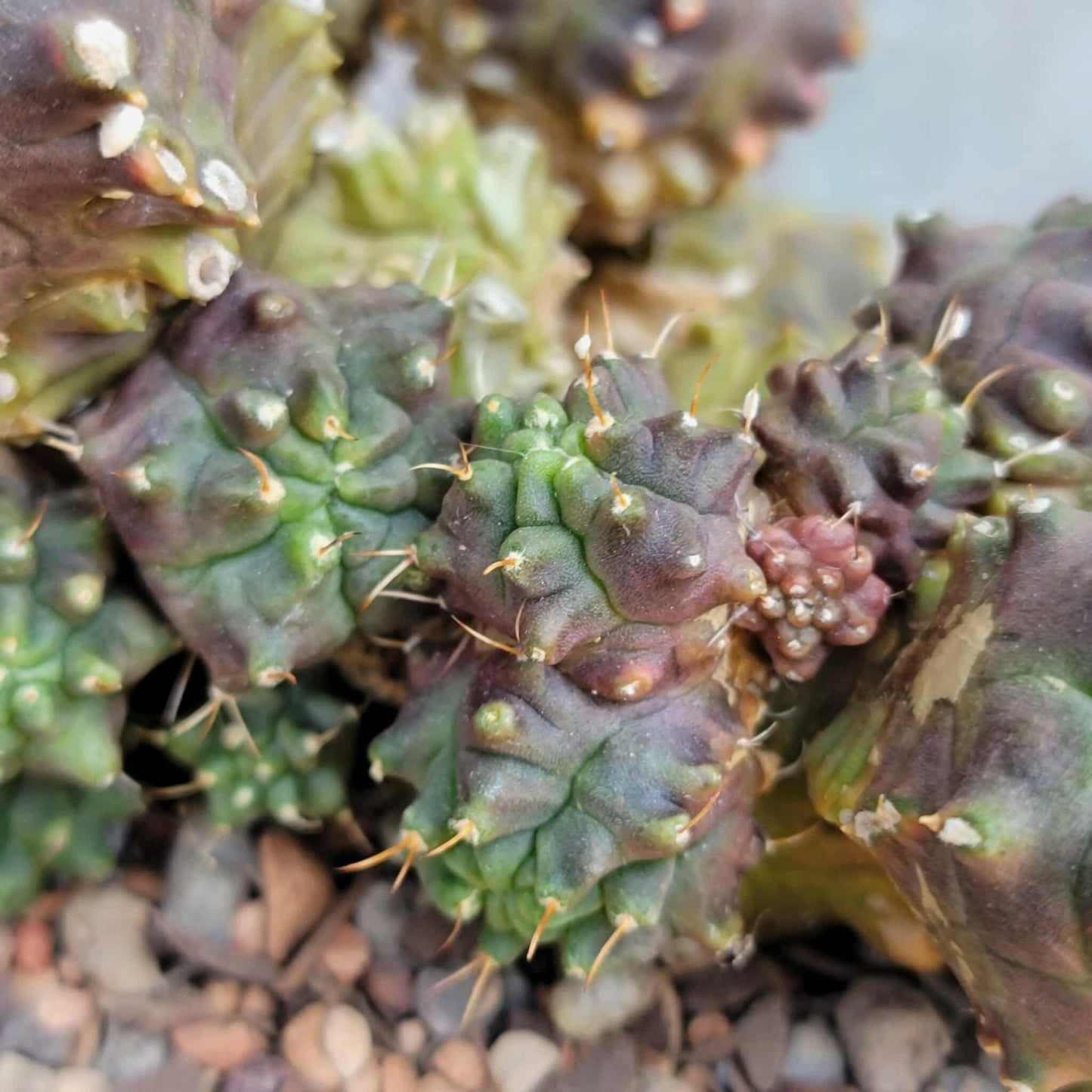 Gymnocalycium monstrose cv. Kikko - Many Heads