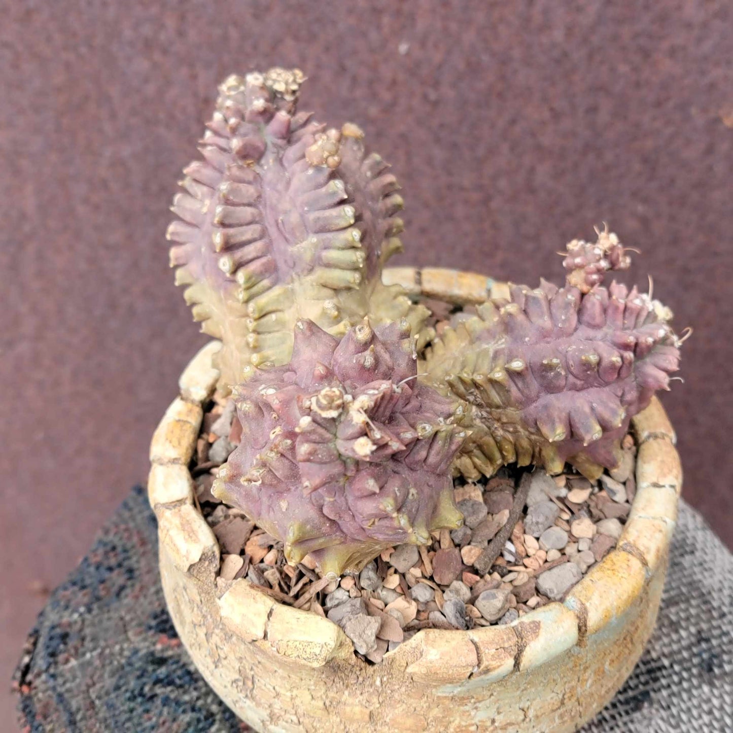 Gymnocalycium monstrose cv. Kikko