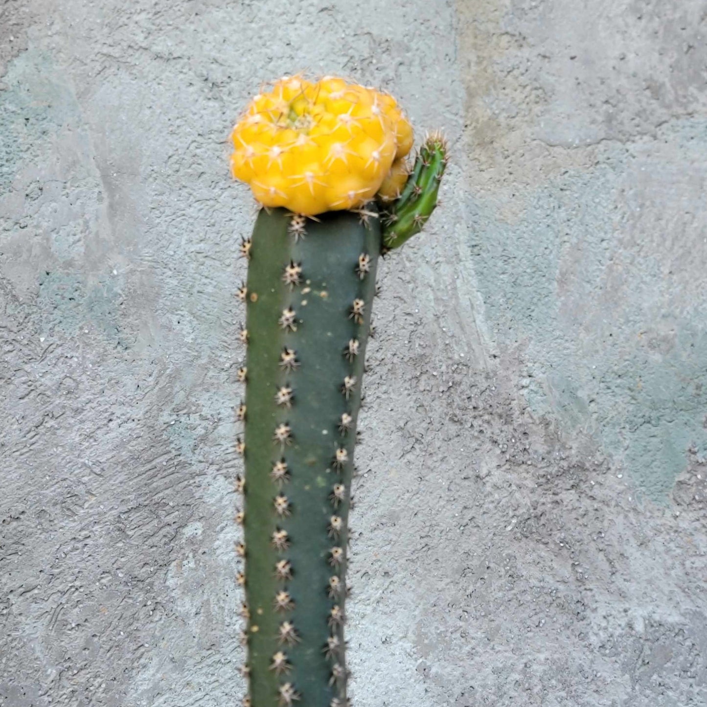 Gymnocalycium quehlianum f. variegata - 4 Heads