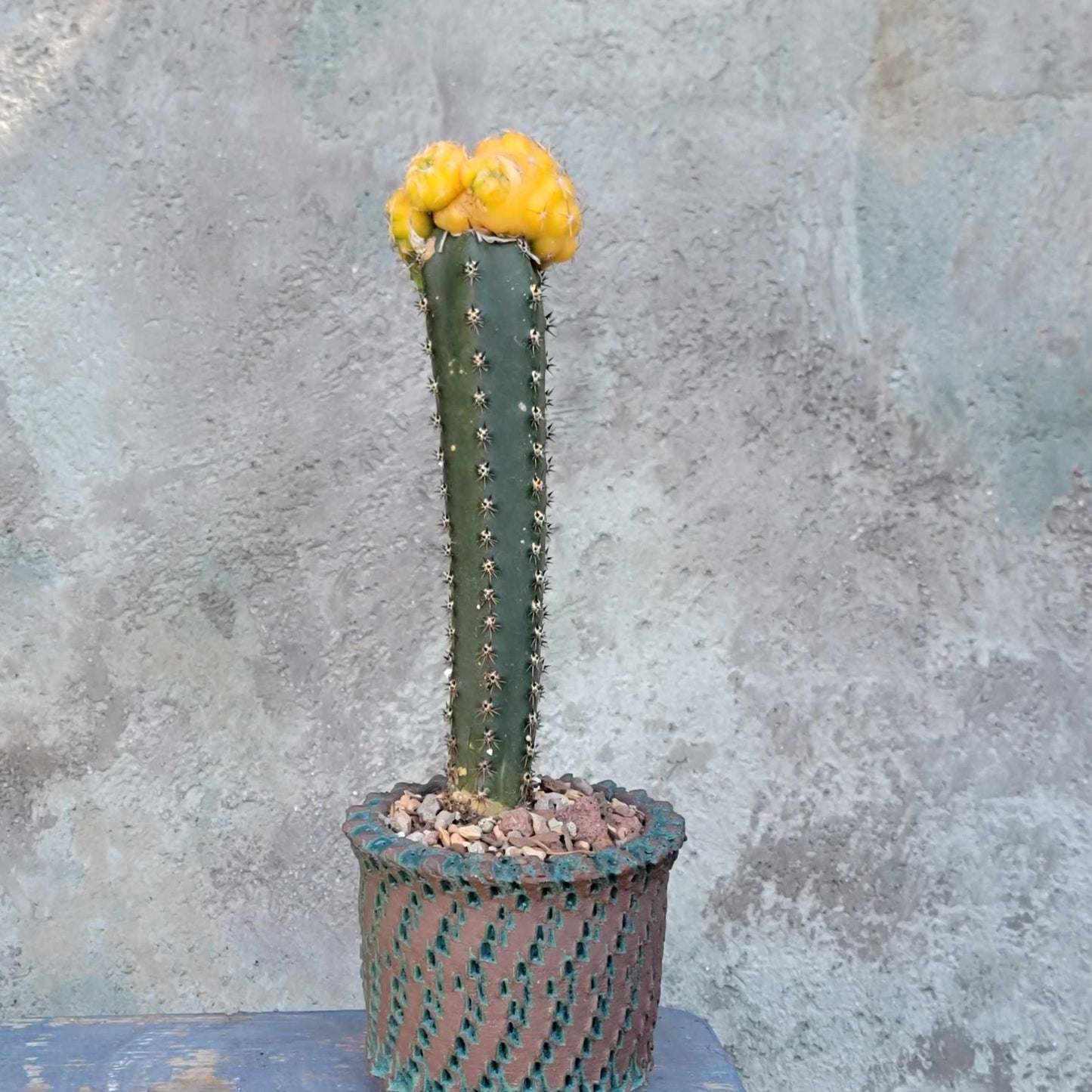 Gymnocalycium quehlianum f. variegata - 4 Heads