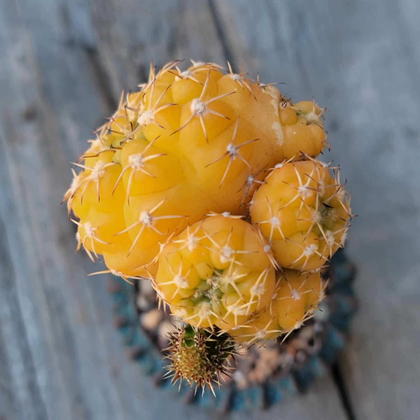 Gymnocalycium quehlianum f. variegata - 4 Heads