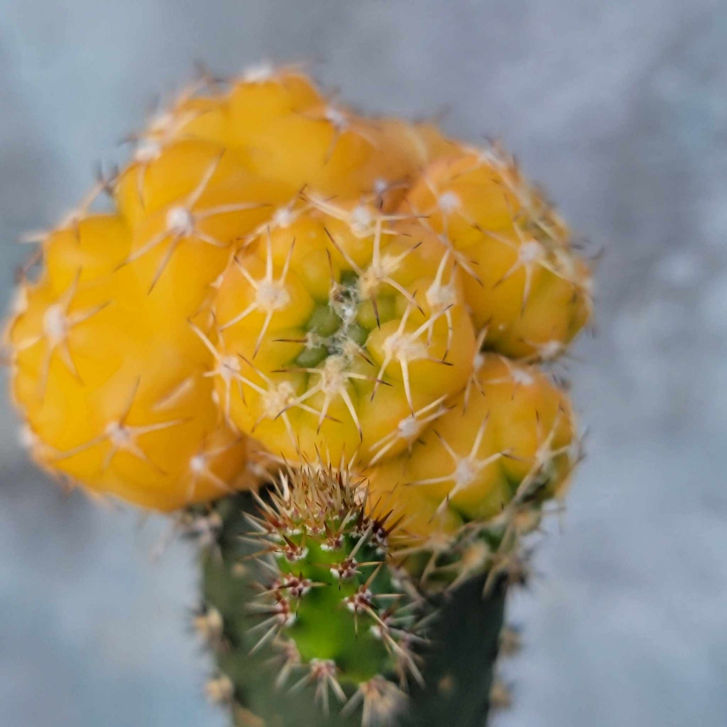 Gymnocalycium quehlianum f. variegata - 4 Heads