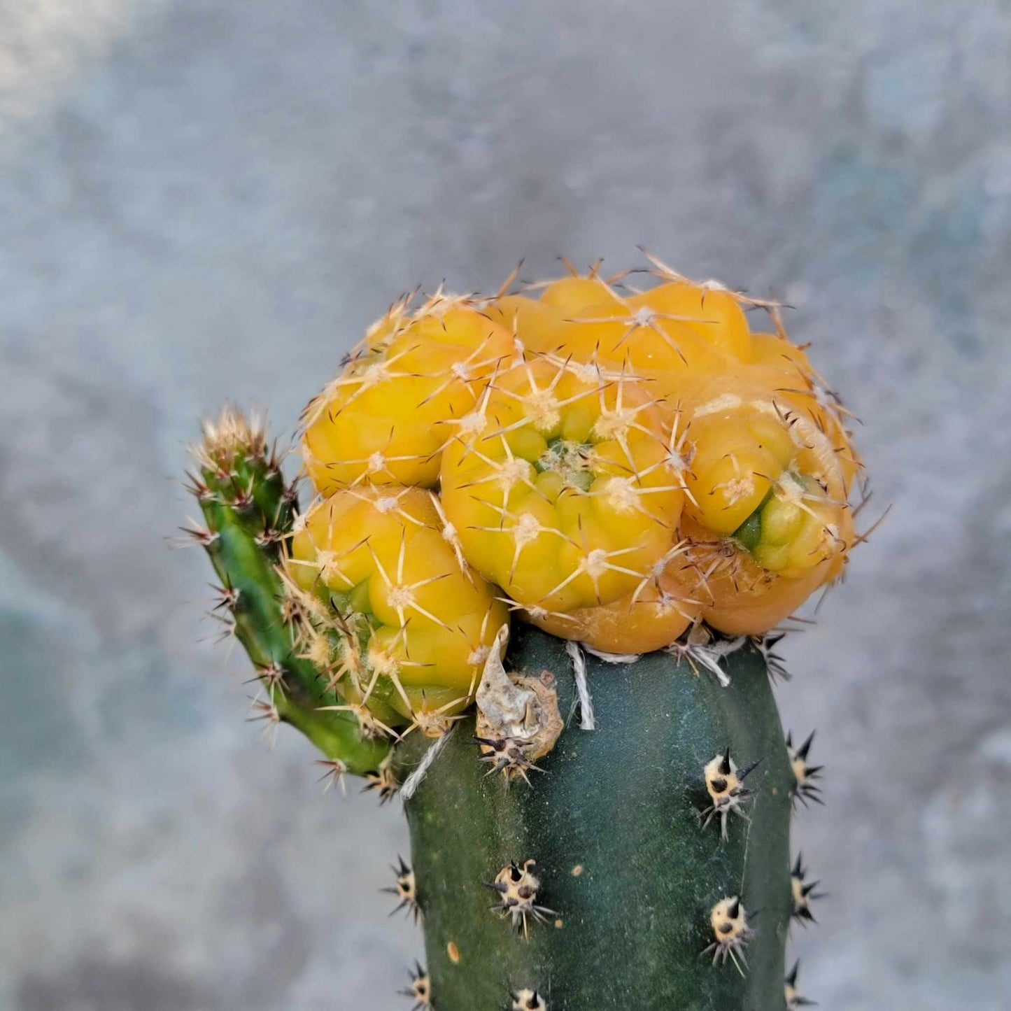 Gymnocalycium quehlianum f. variegata - 4 Heads