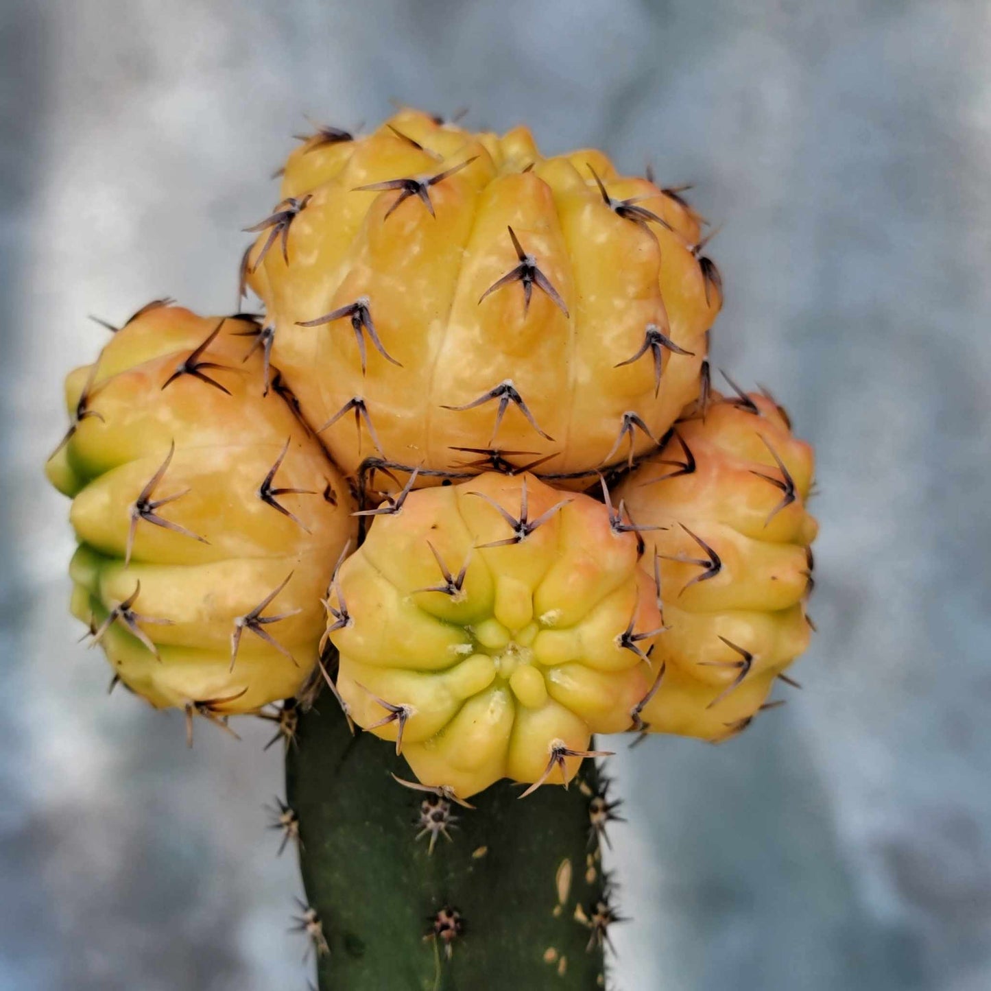 Gymnocalycium quehlianum f. variegata - 5 Heads