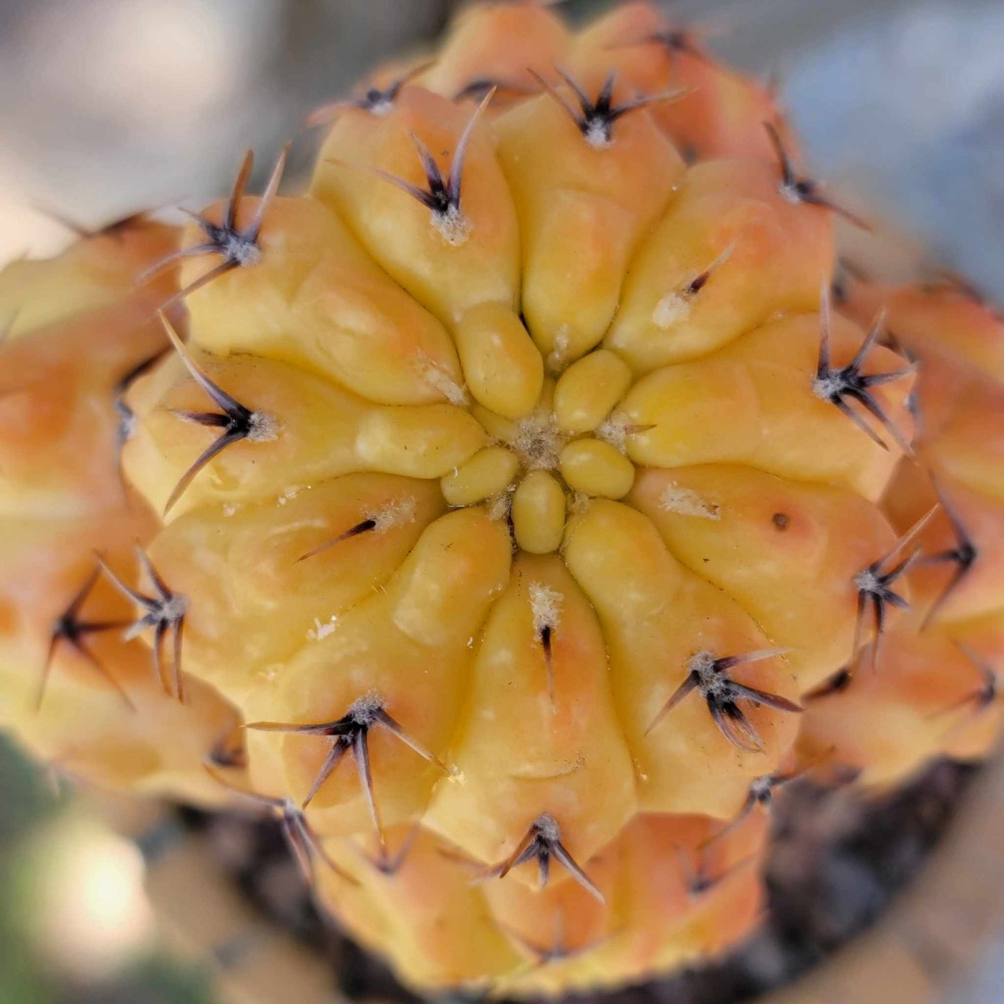 Gymnocalycium quehlianum f. variegata - 5 Heads