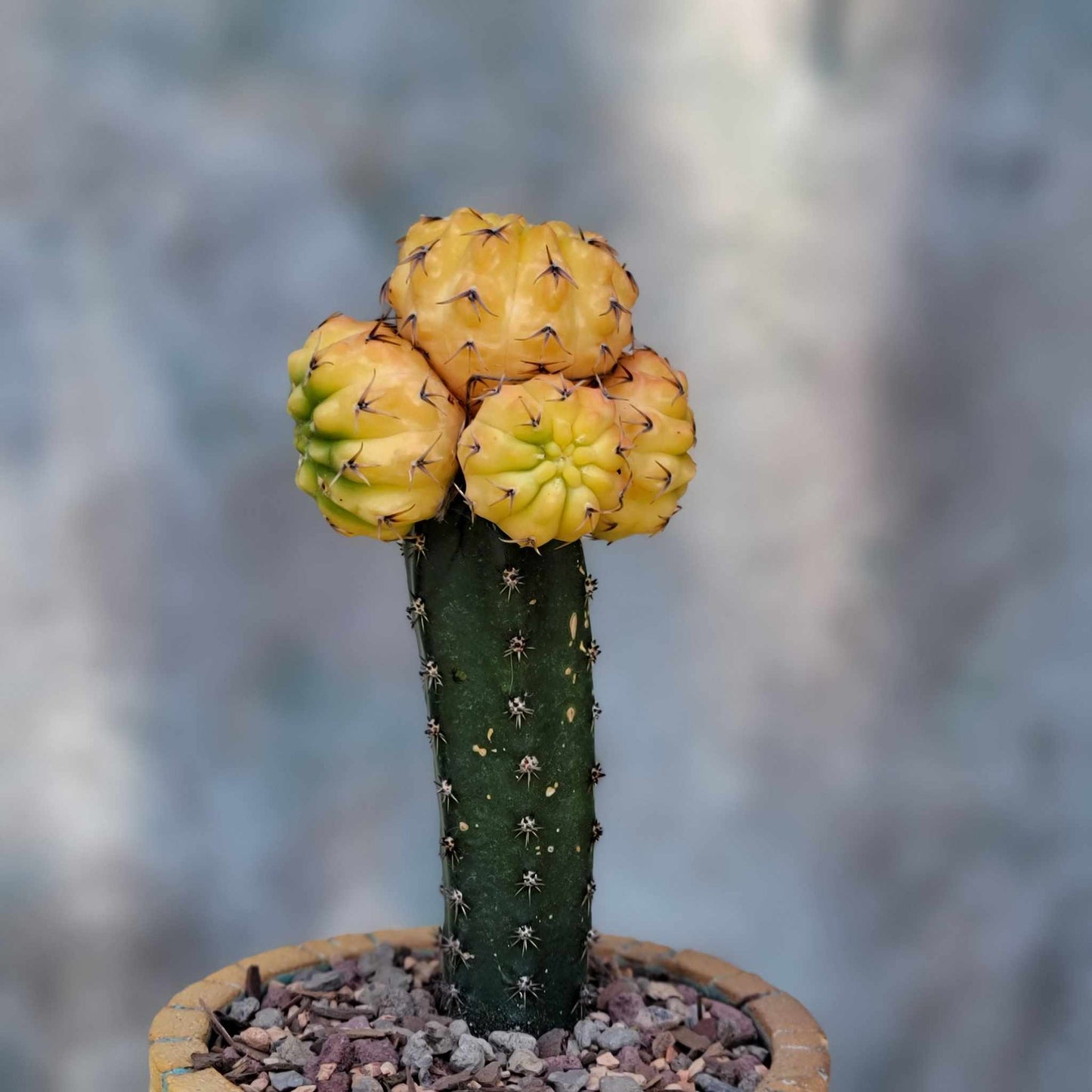 Gymnocalycium quehlianum f. variegata - 5 Heads
