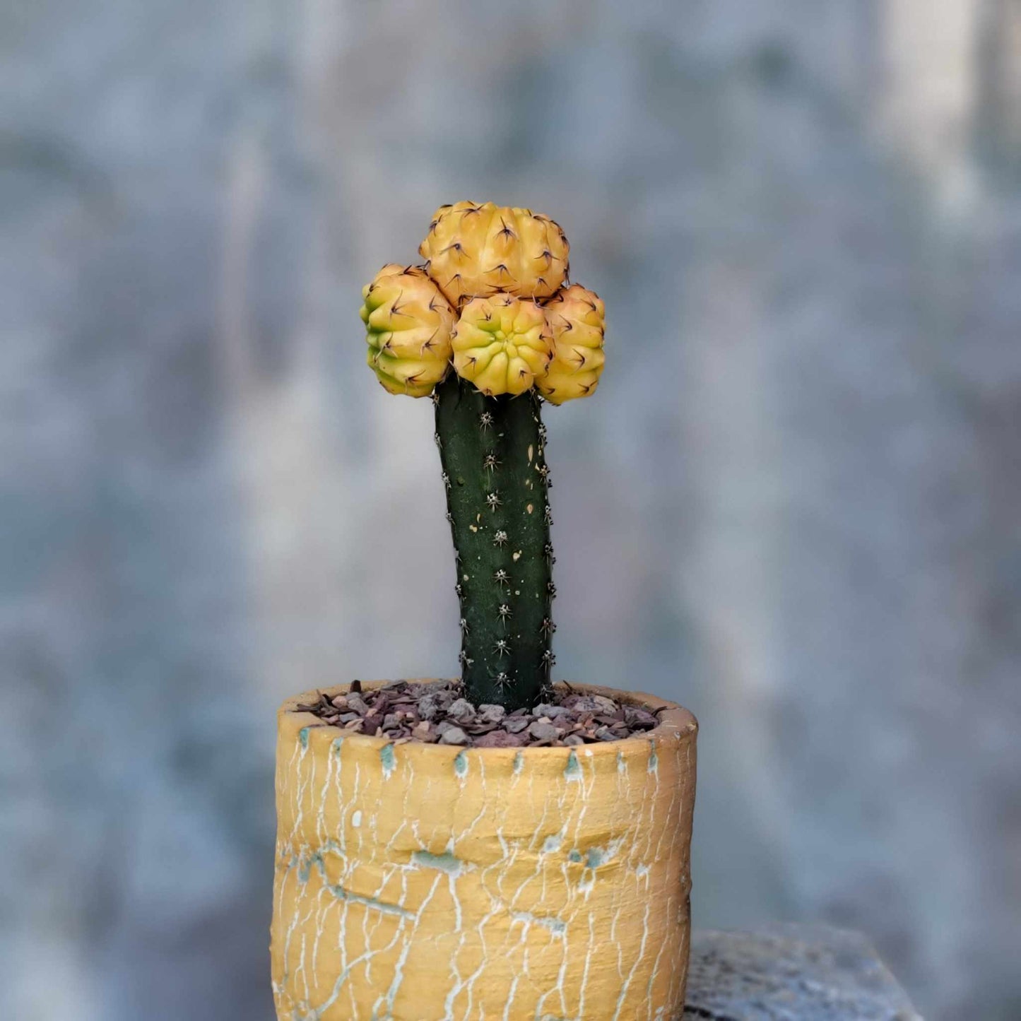 Gymnocalycium quehlianum f. variegata - 5 Heads