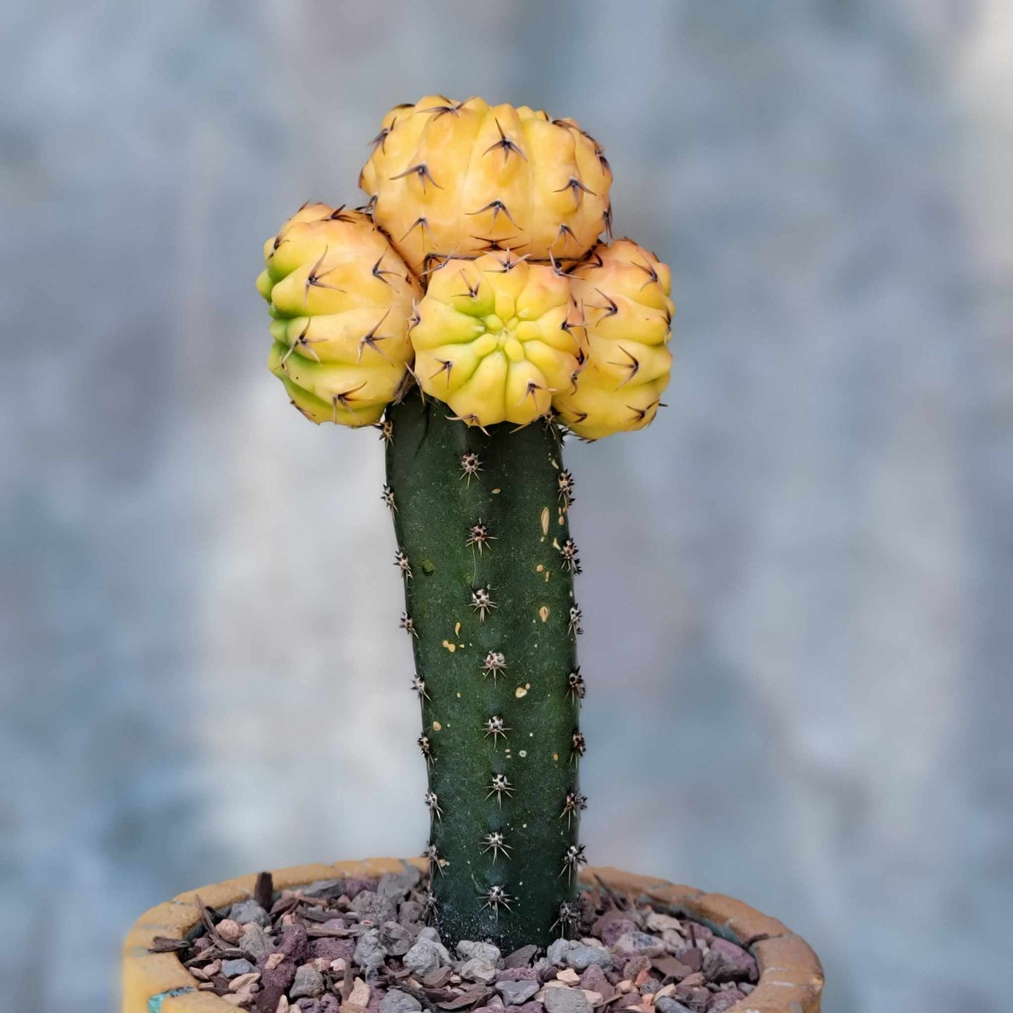 Gymnocalycium quehlianum f. variegata - 5 Heads