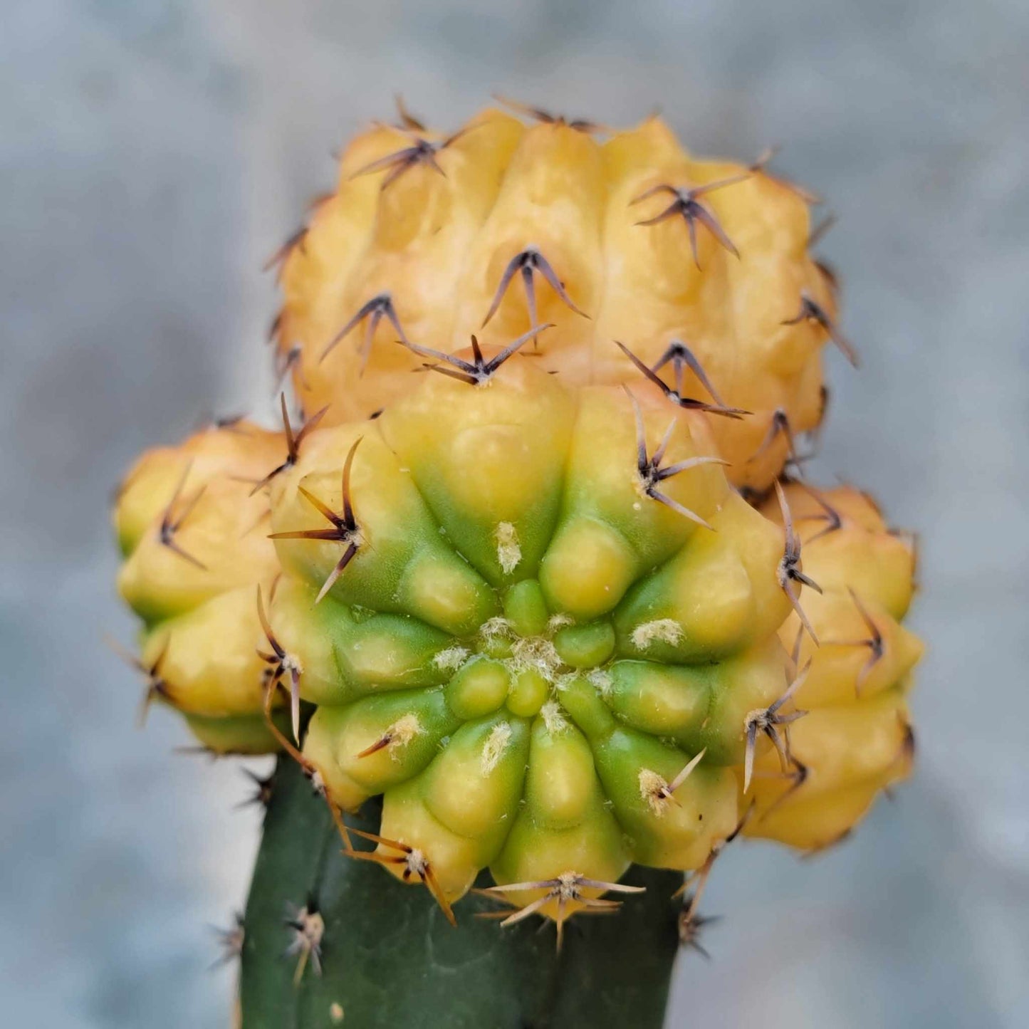 Gymnocalycium quehlianum f. variegata - 5 Heads