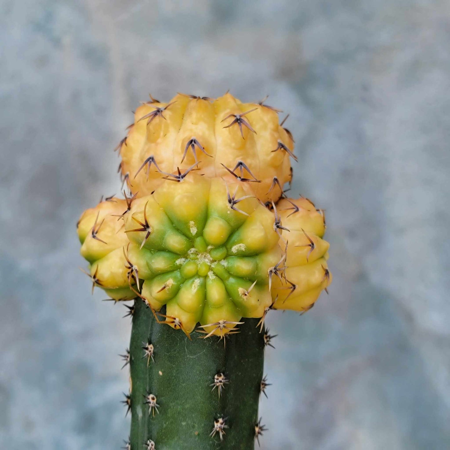 Gymnocalycium quehlianum f. variegata - 5 Heads