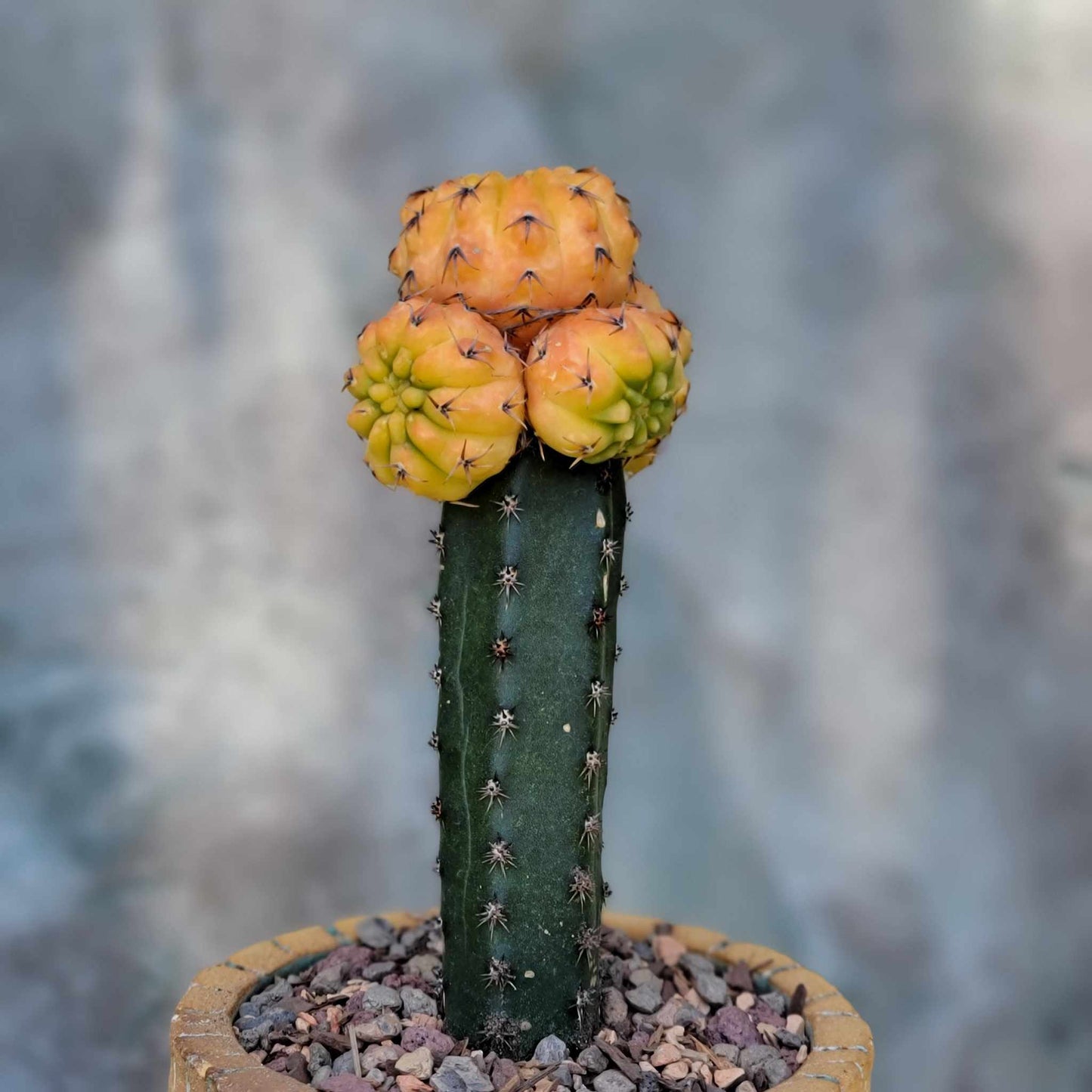 Gymnocalycium quehlianum f. variegata - 5 Heads