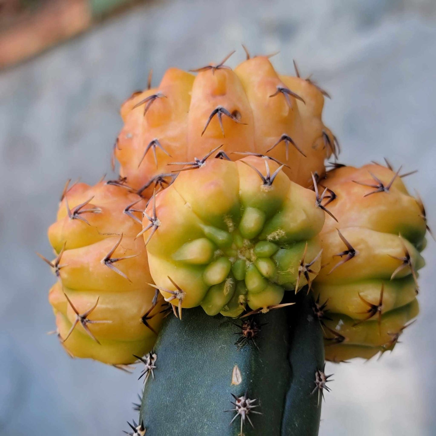 Gymnocalycium quehlianum f. variegata - 5 Heads