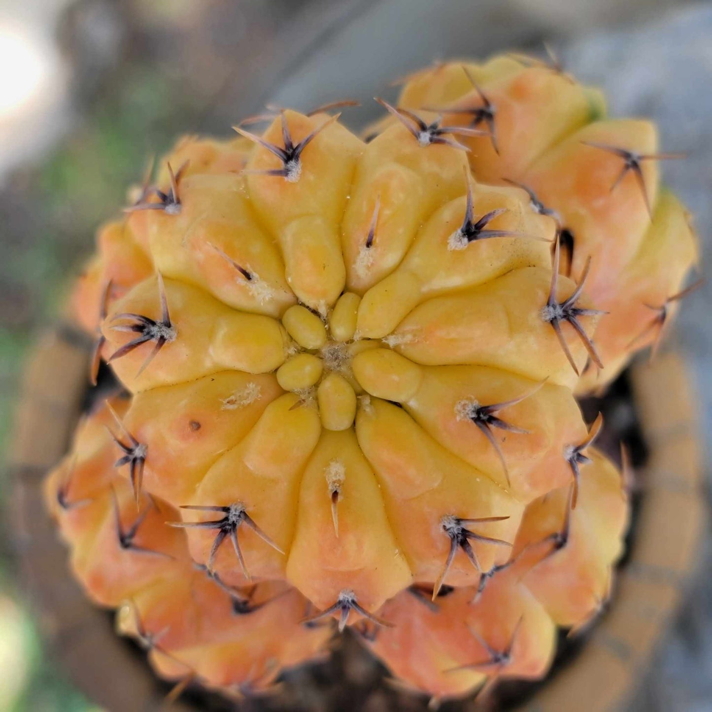 Gymnocalycium quehlianum f. variegata - 5 Heads