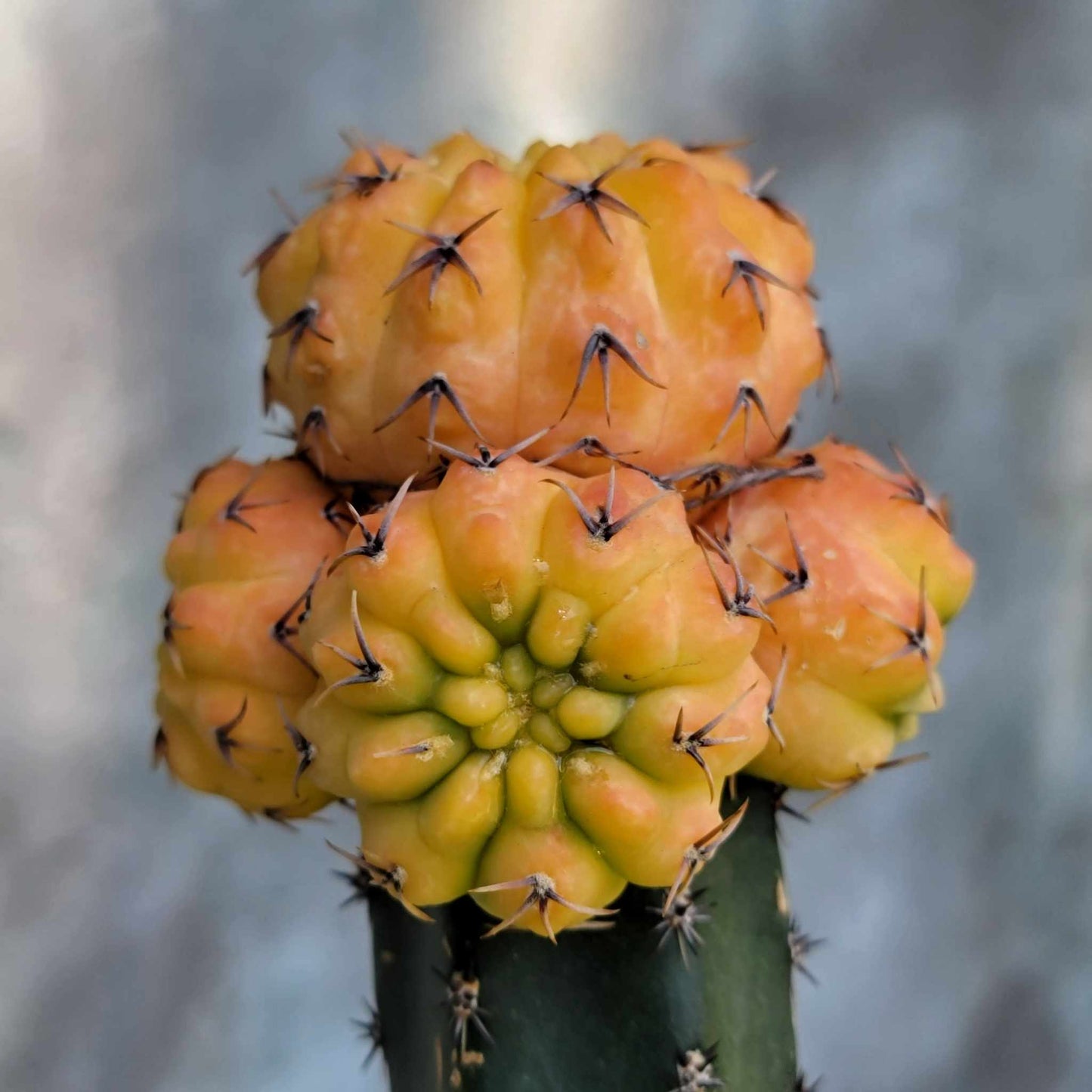 Gymnocalycium quehlianum f. variegata - 5 Heads