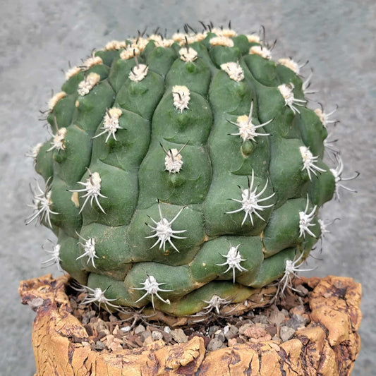 Gymnocalycium saglionis - BIG!  Only 1!