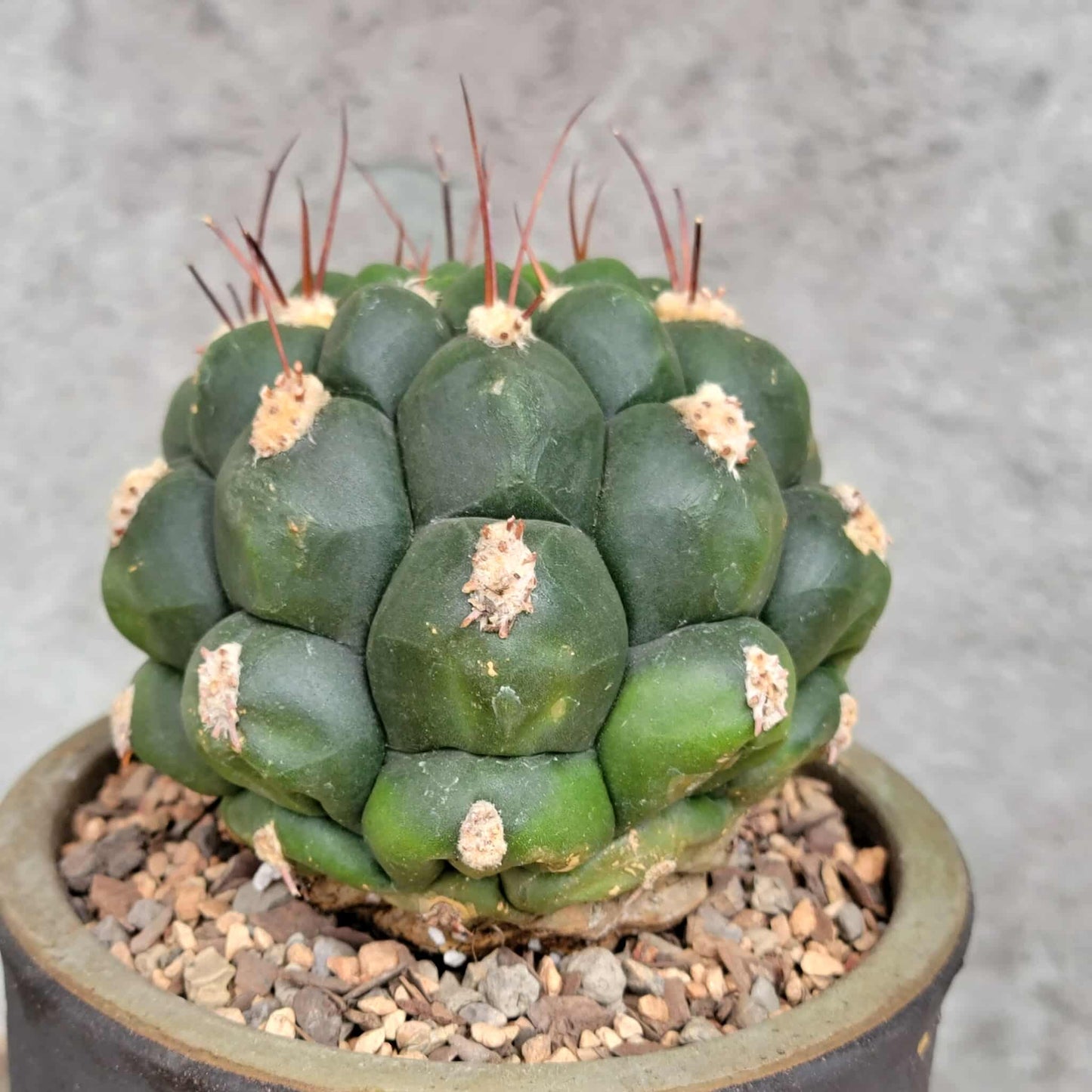 Gymnocalycium saglionis