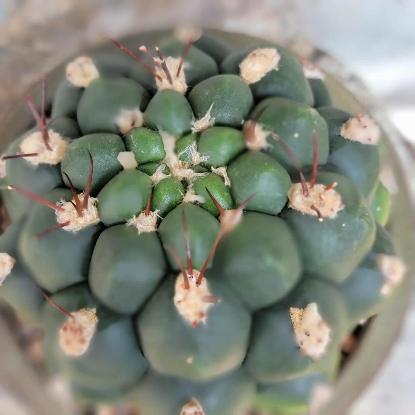 Gymnocalycium saglionis - Large