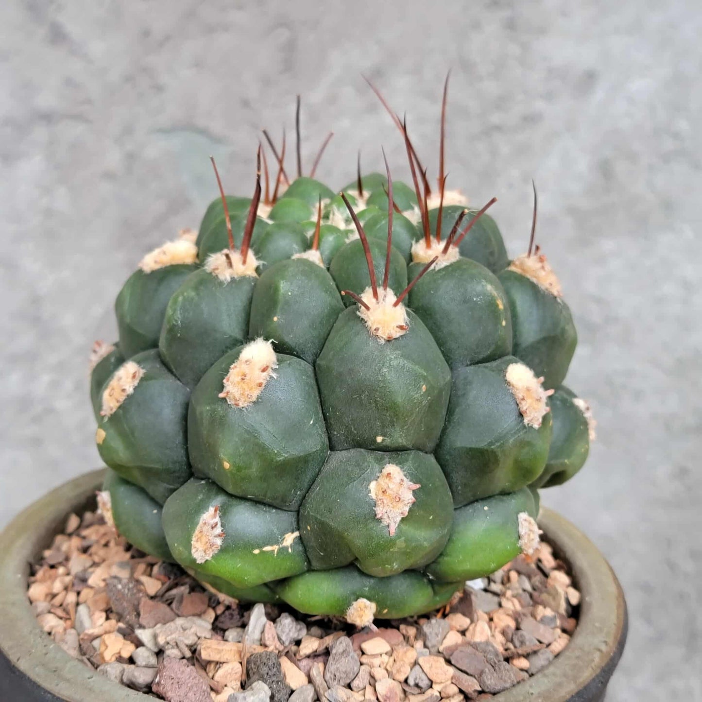 Gymnocalycium saglionis