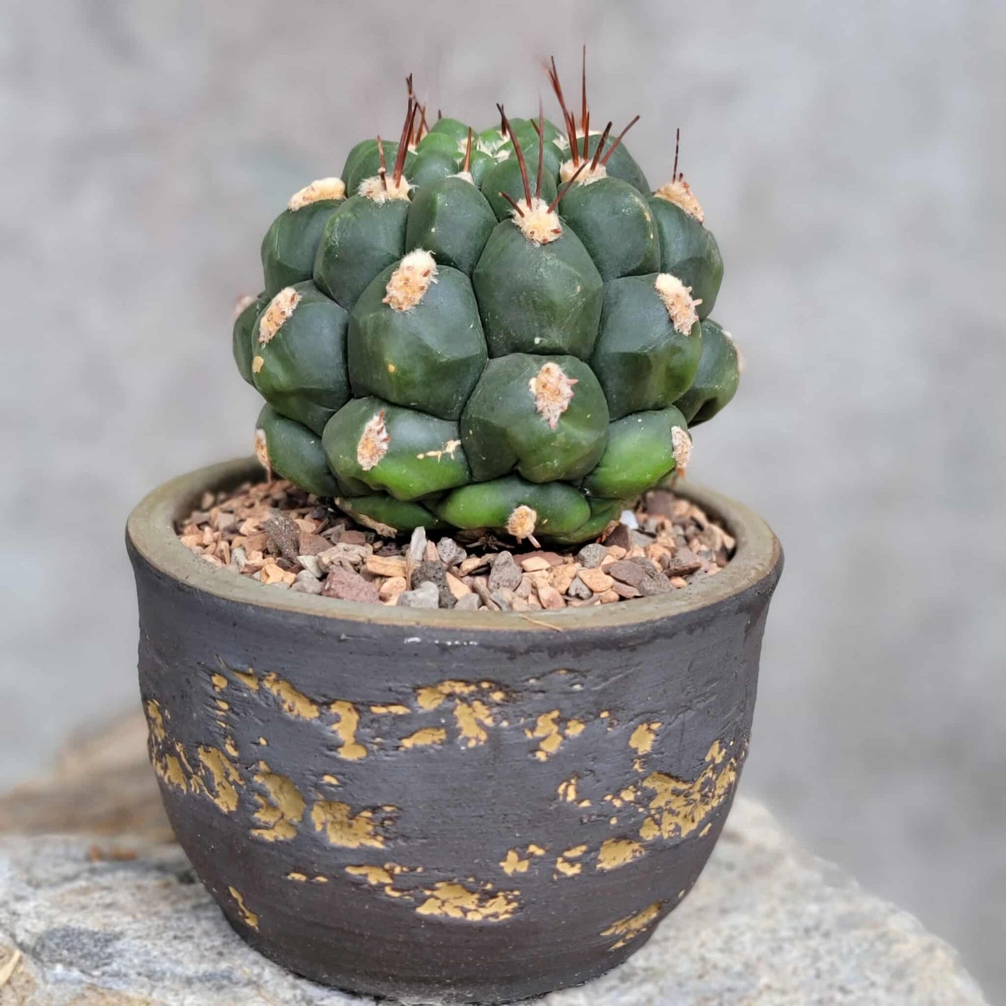 Gymnocalycium saglionis