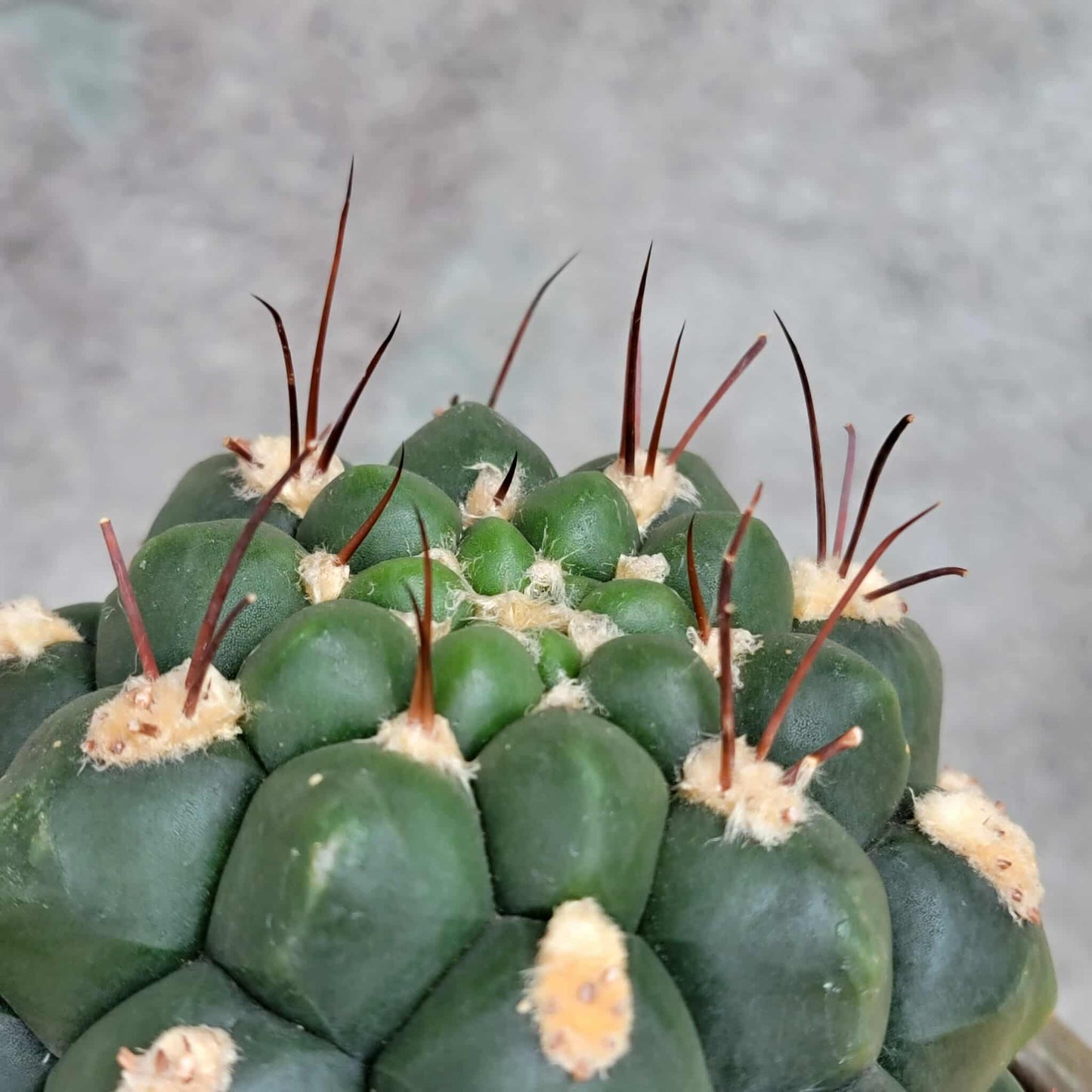Gymnocalycium saglionis - Large